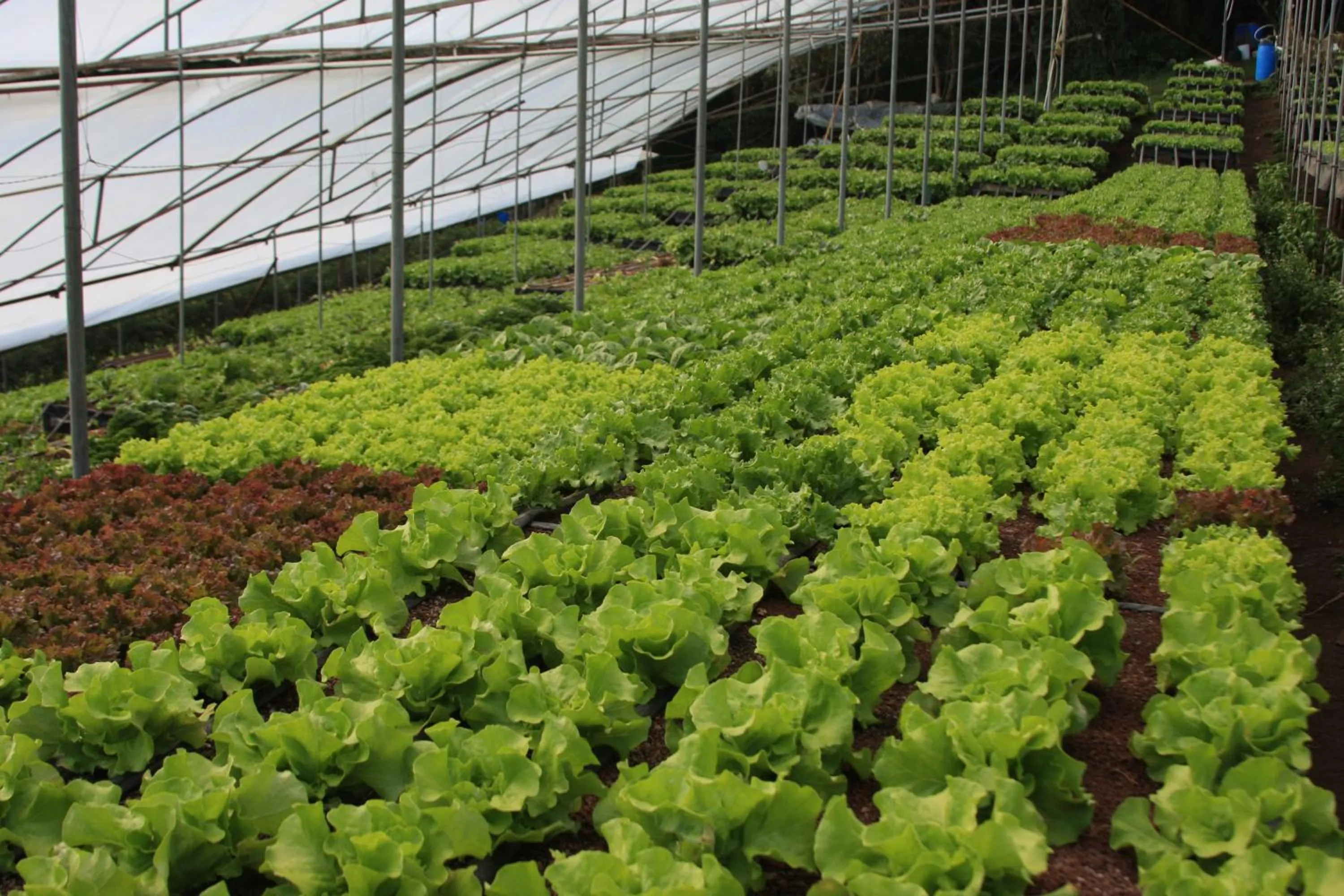 Garden in Los Pinos Cabins & Reserve