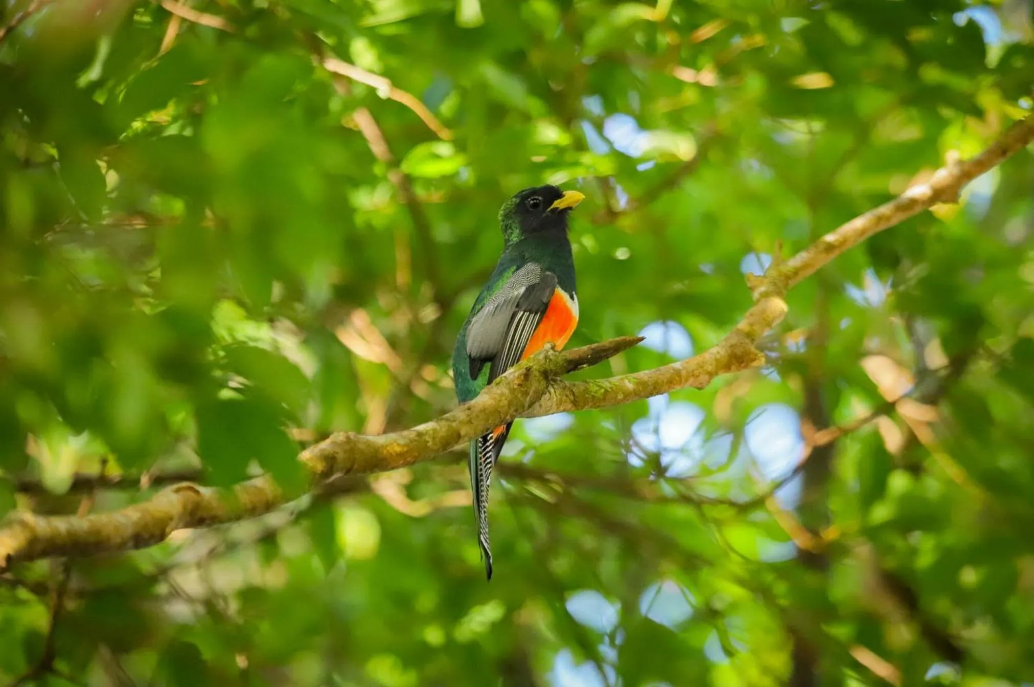 Animals in Los Pinos Cabins & Reserve