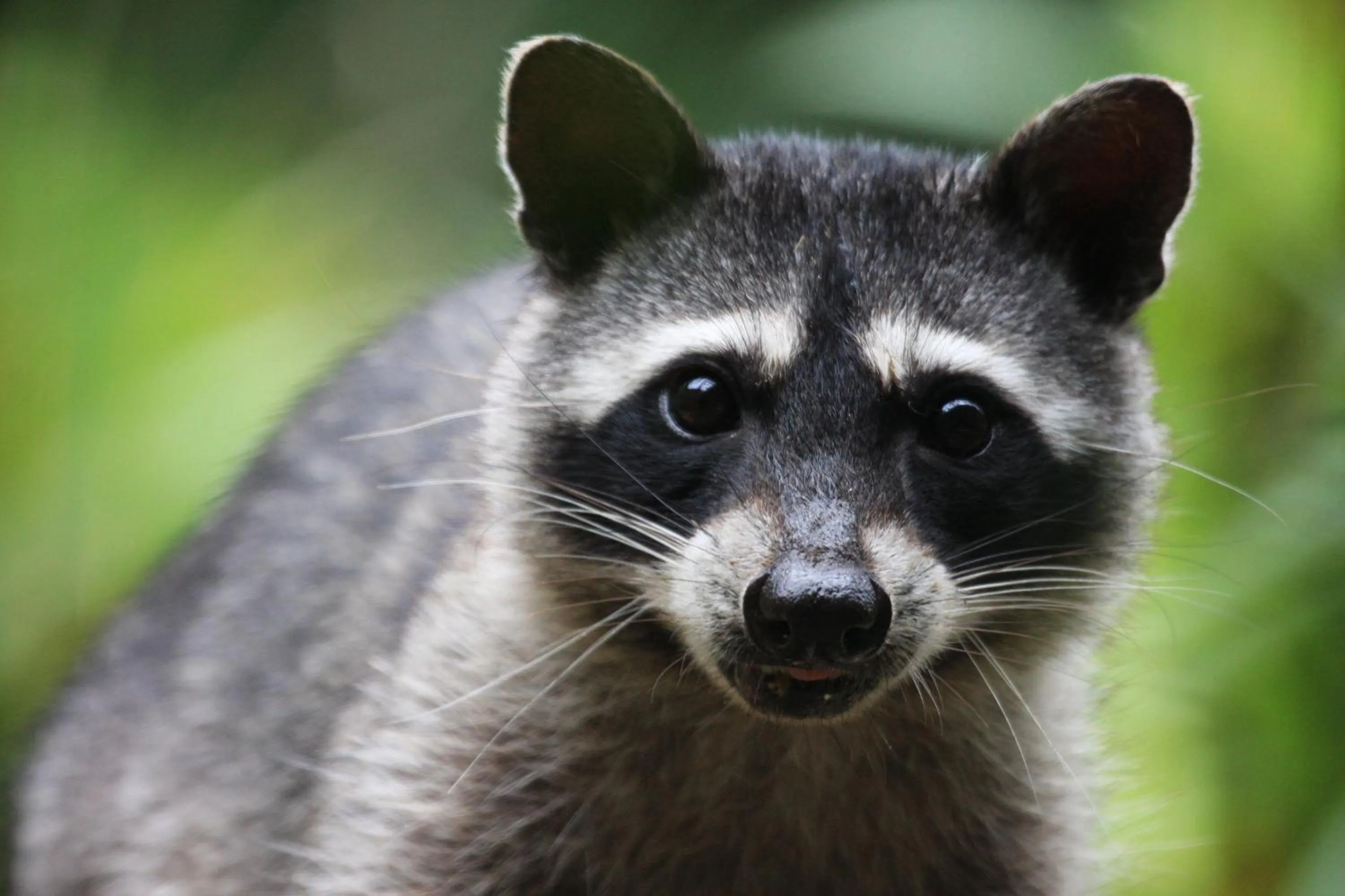 Garden in Los Pinos Cabins & Reserve