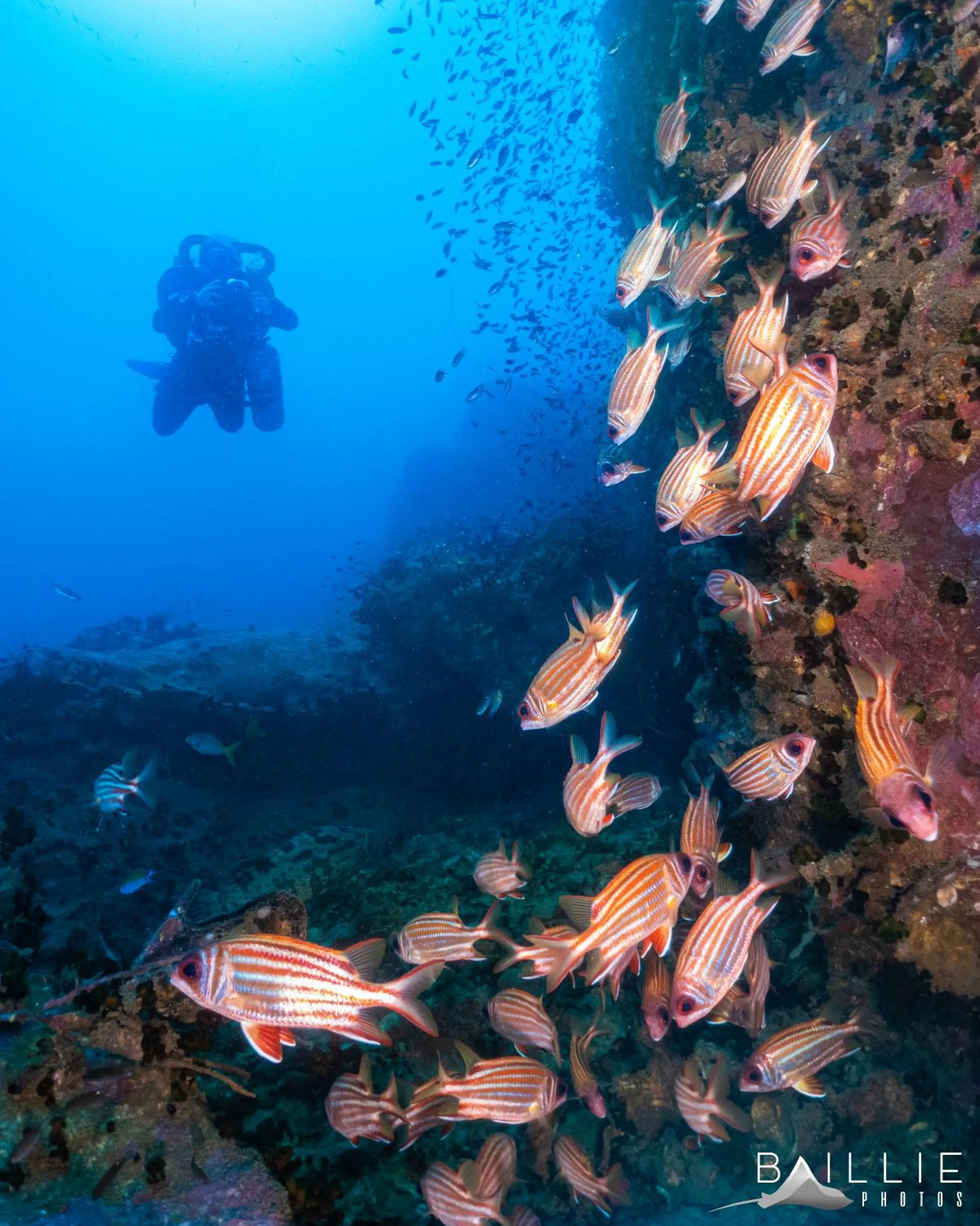 Snorkeling in Hydronauts Diving Resort - Koh Tao