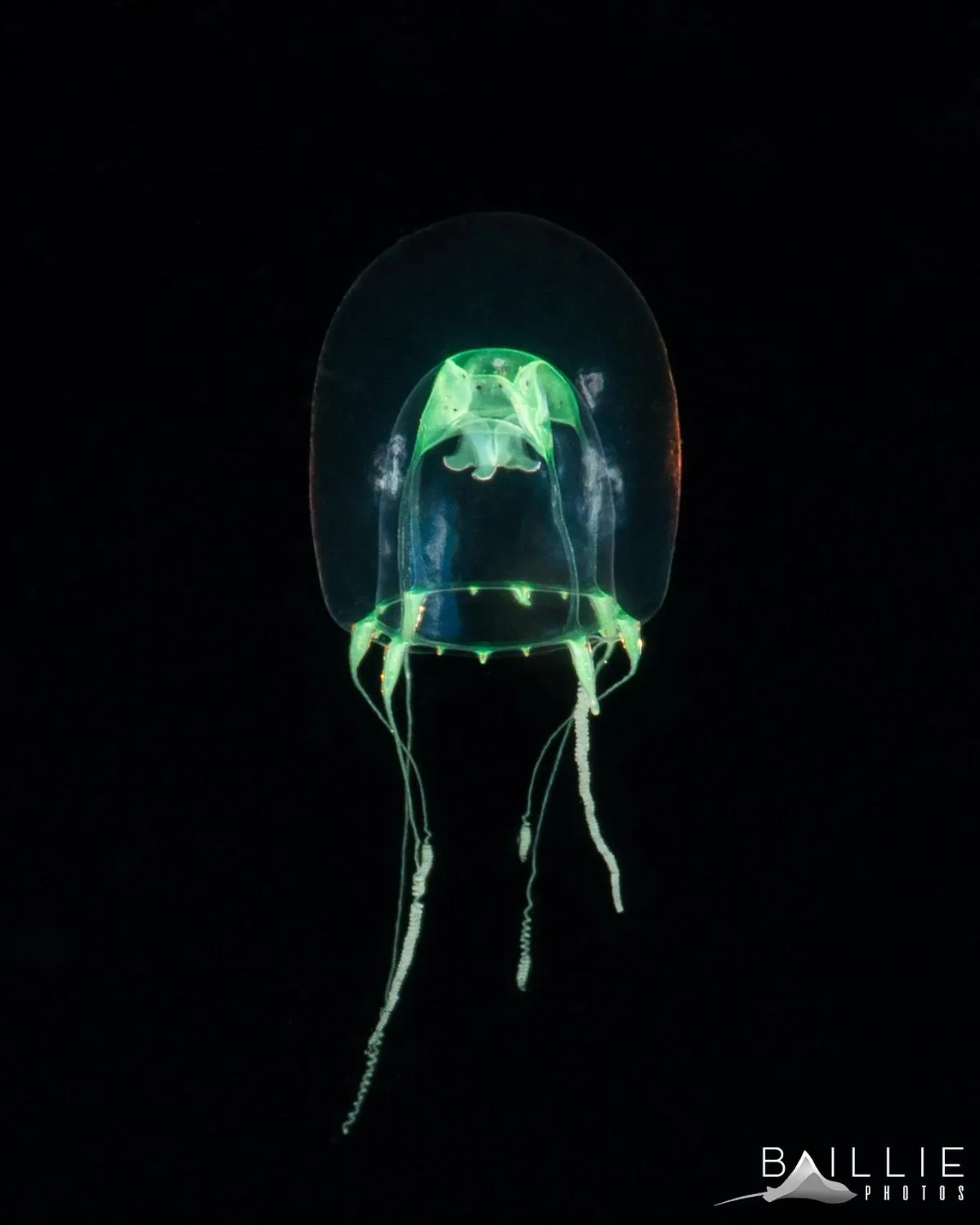 Beach in Hydronauts Diving Resort - Koh Tao