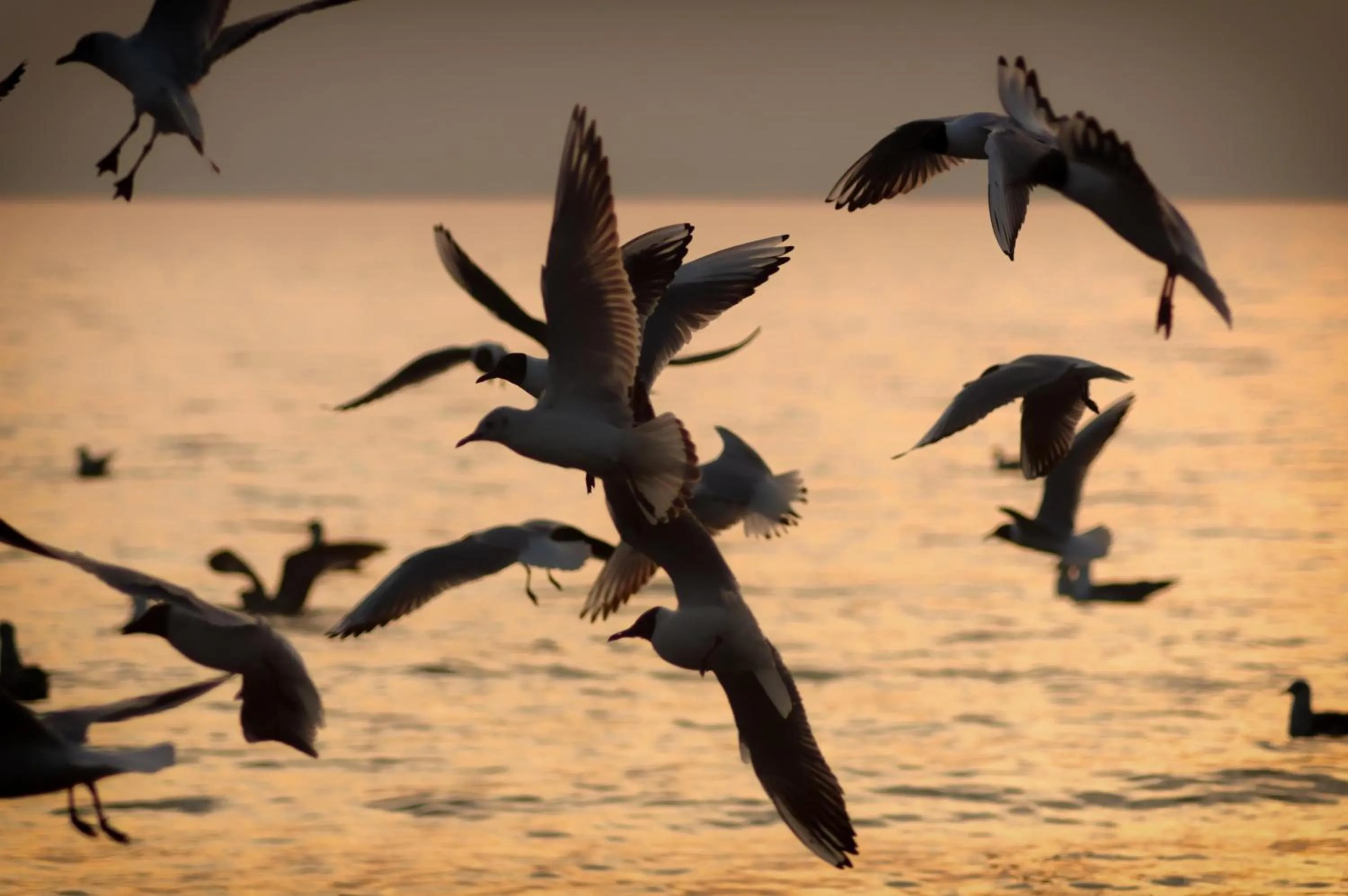 Animals in Langham Place Xiamen