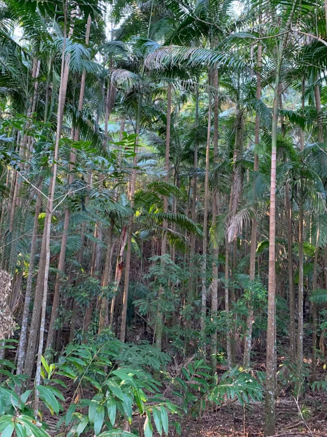 Natural landscape in Montville Country Cabins