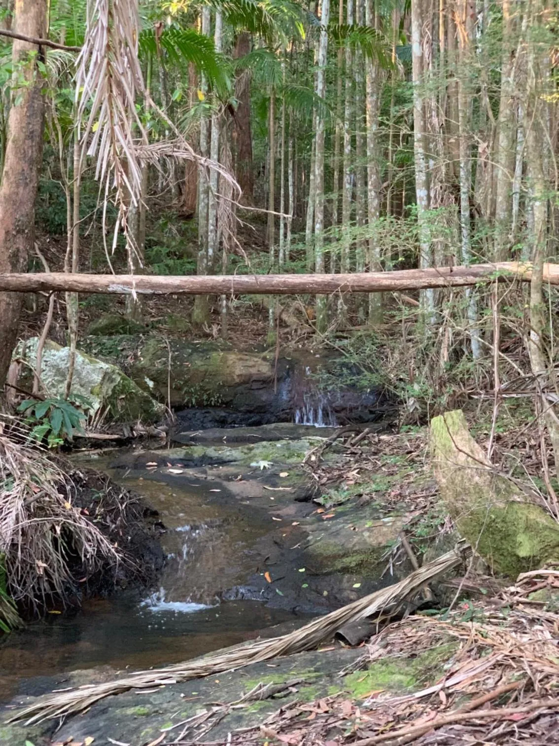 Natural landscape in Montville Country Cabins