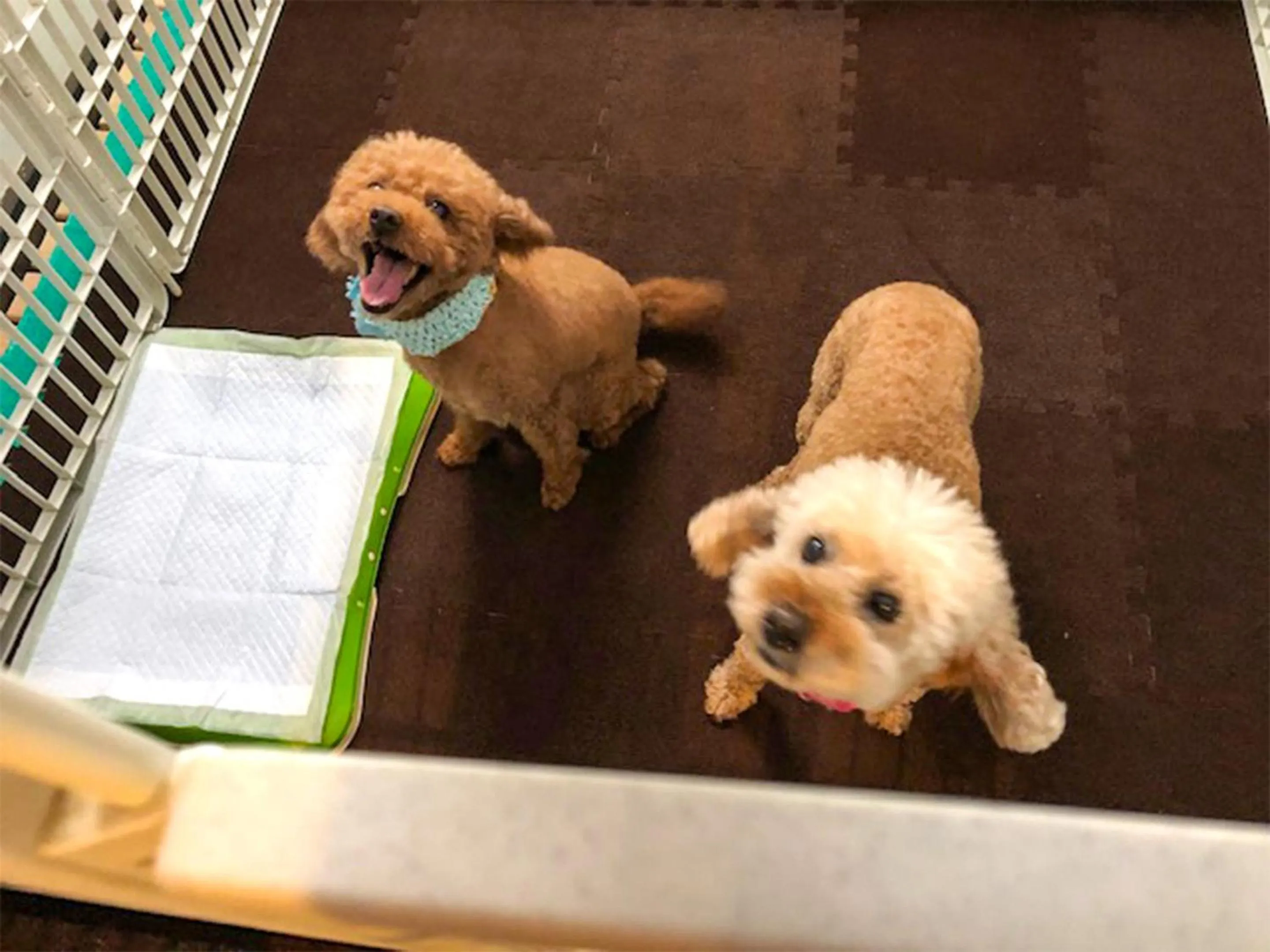 Animals in naokonoza Bettei Umekoji