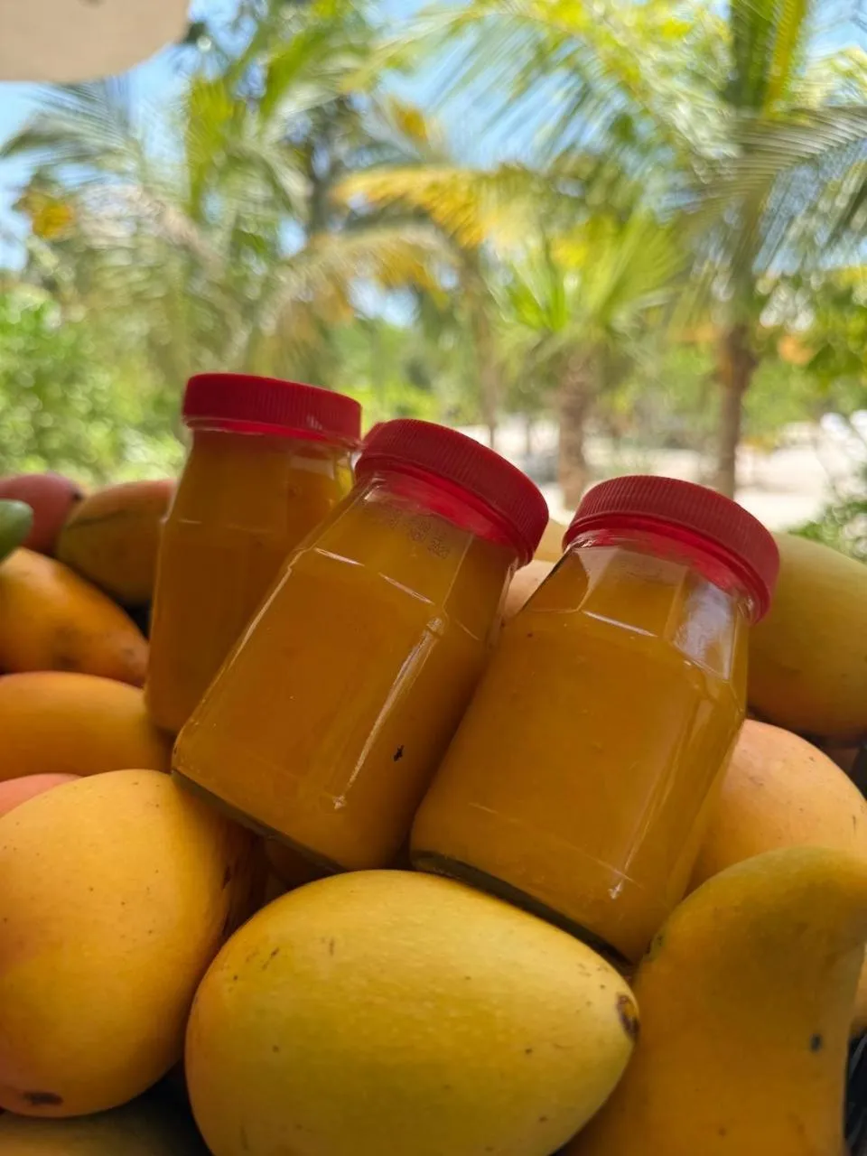 Restaurant/places to eat in Casa Mia El Cuyo Eco Beach Boutique Hotel