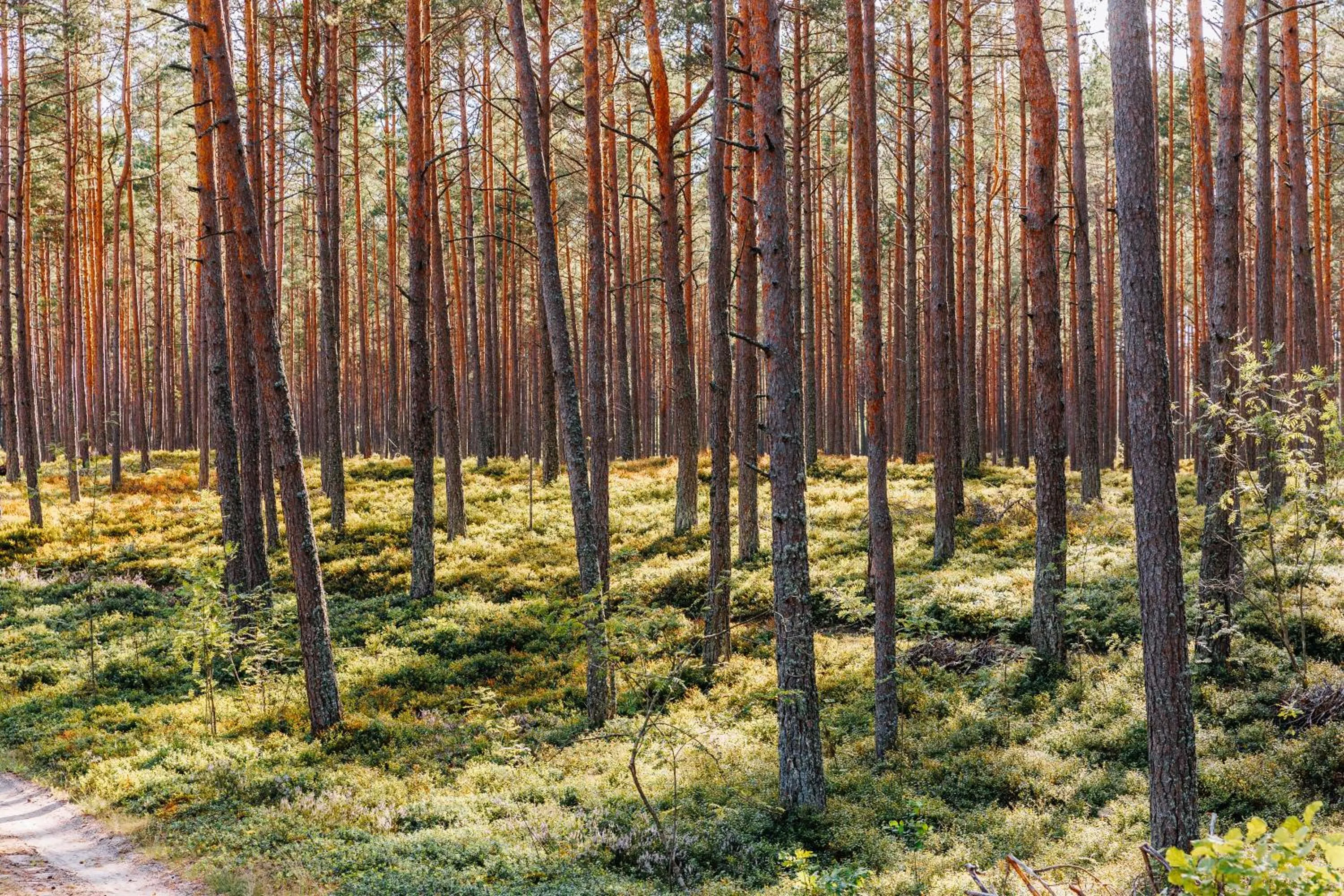 Natural landscape in ZUŠU KLĒTS