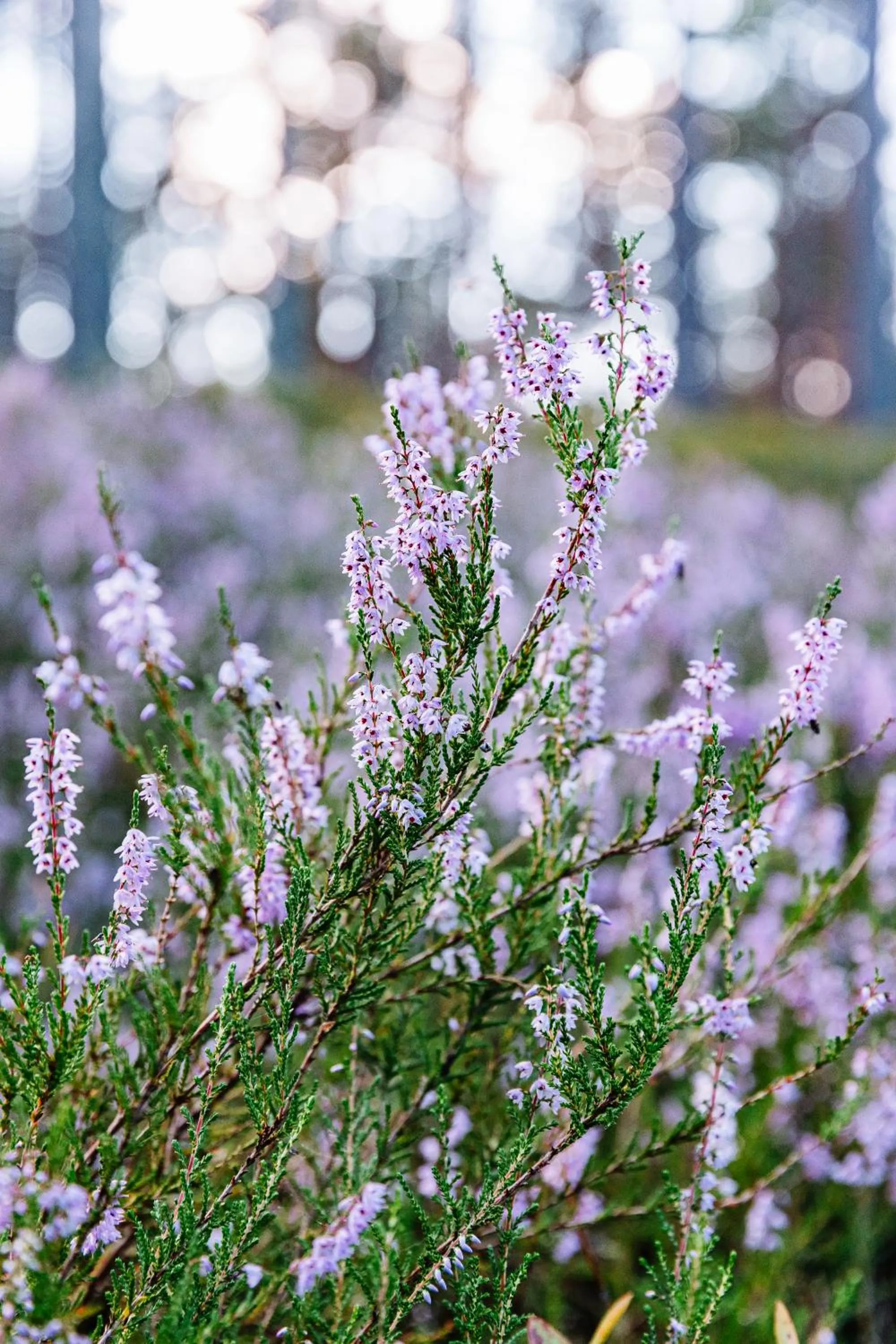 Natural landscape in ZUŠU KLĒTS