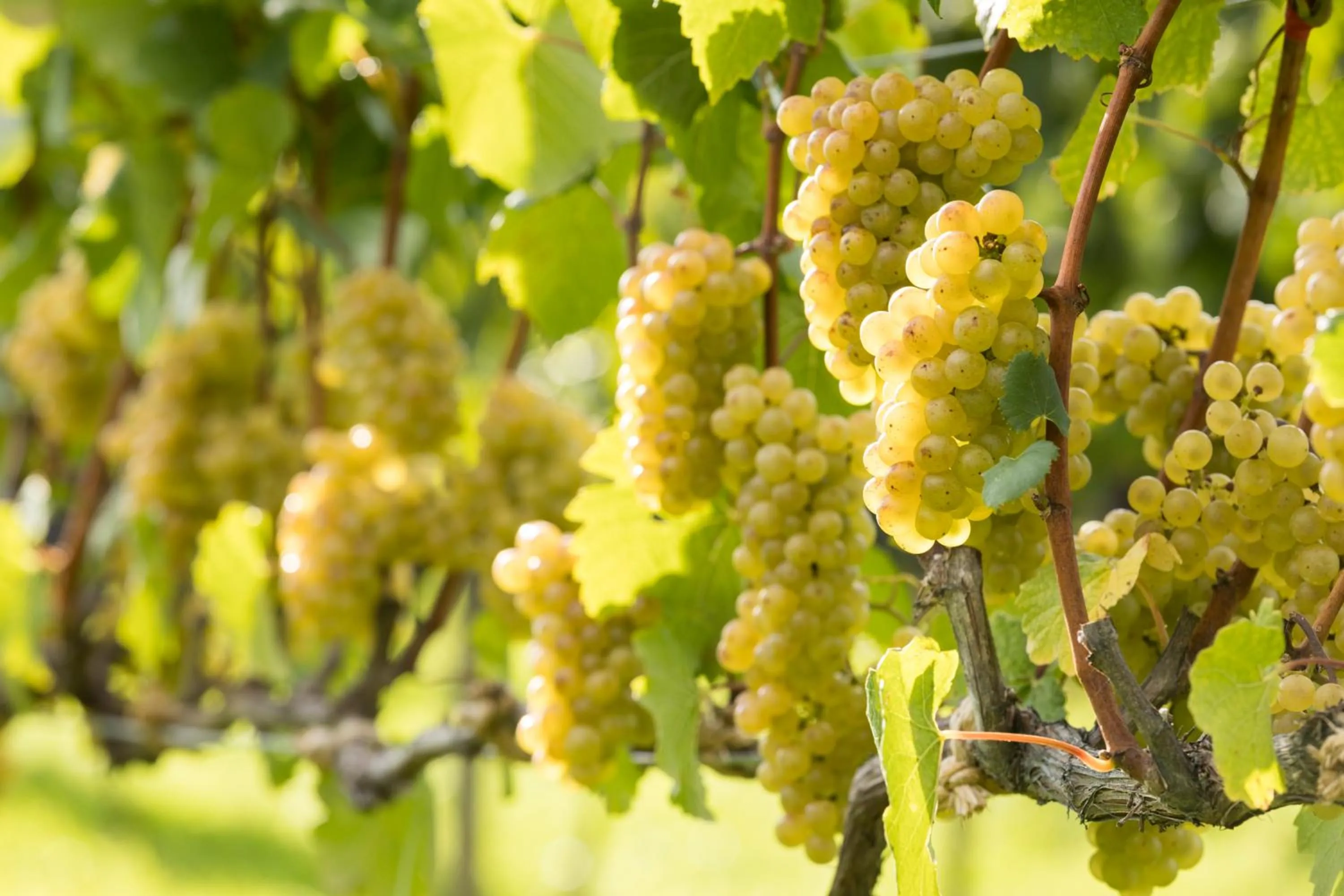 Nearby landmark in OMO5 Otaru by Hoshino Resorts