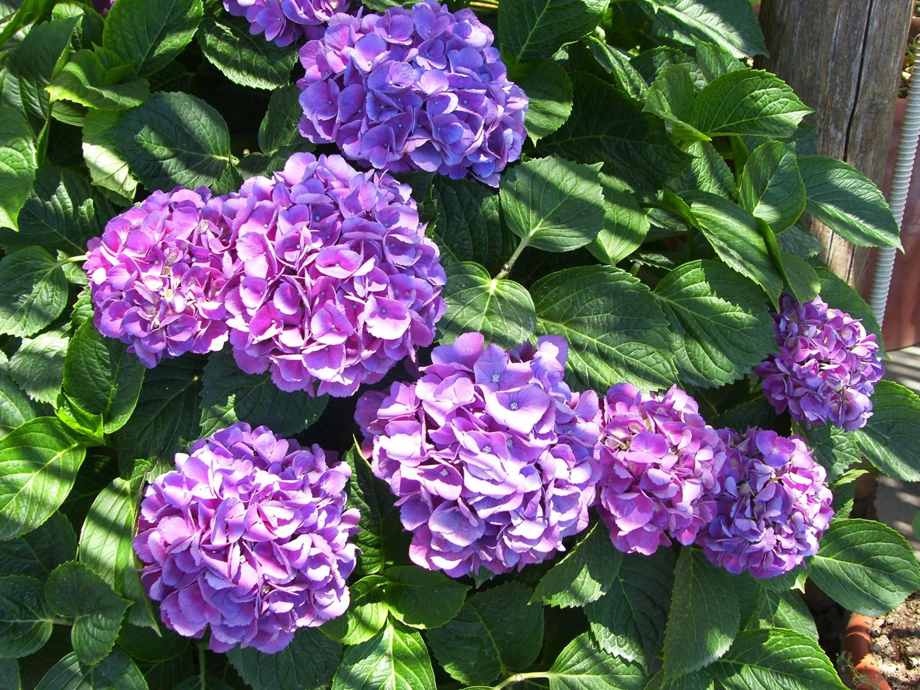 Summer in Locanda Degli Agrumi