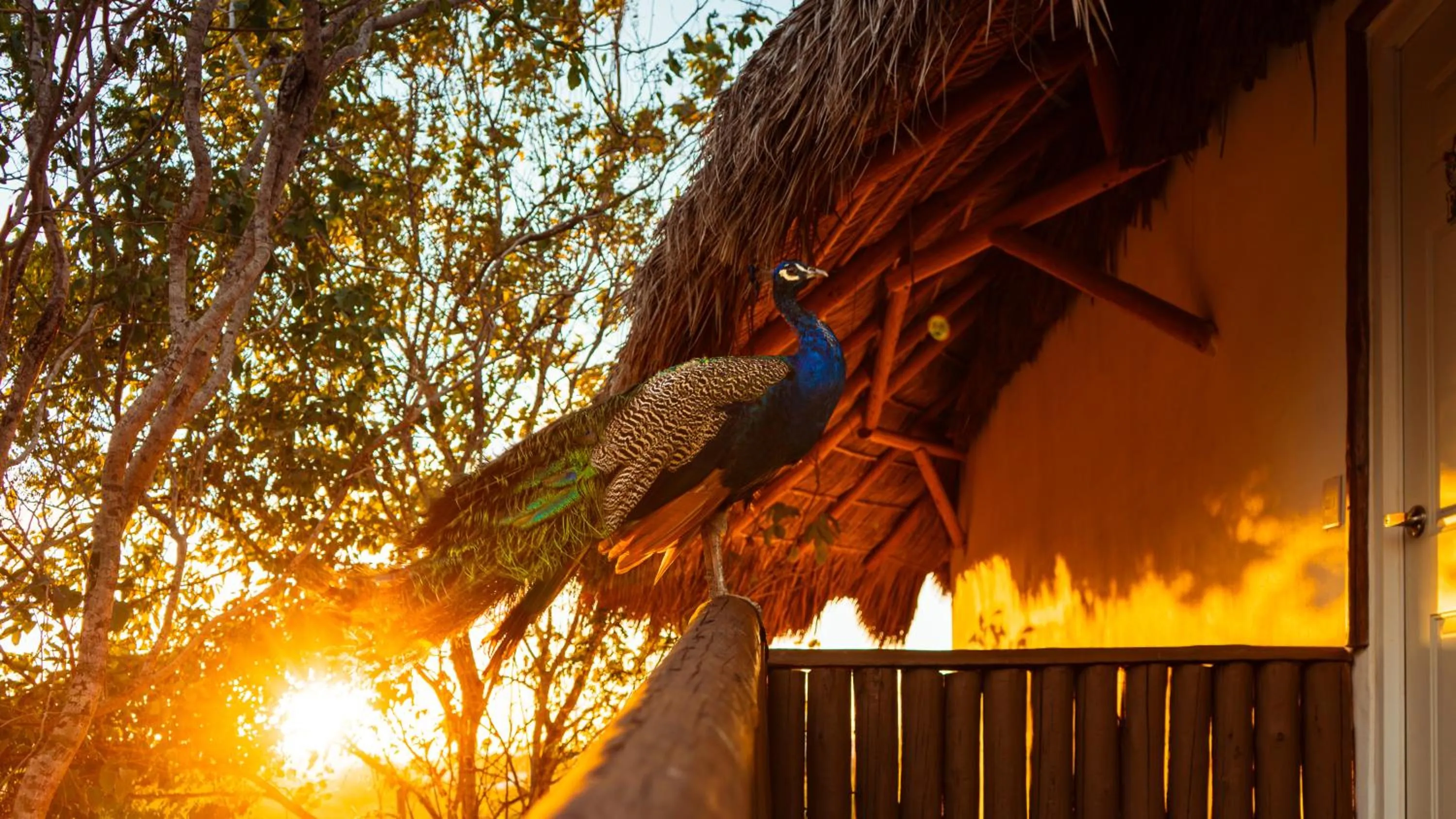 Day in Palm Valley Cabins