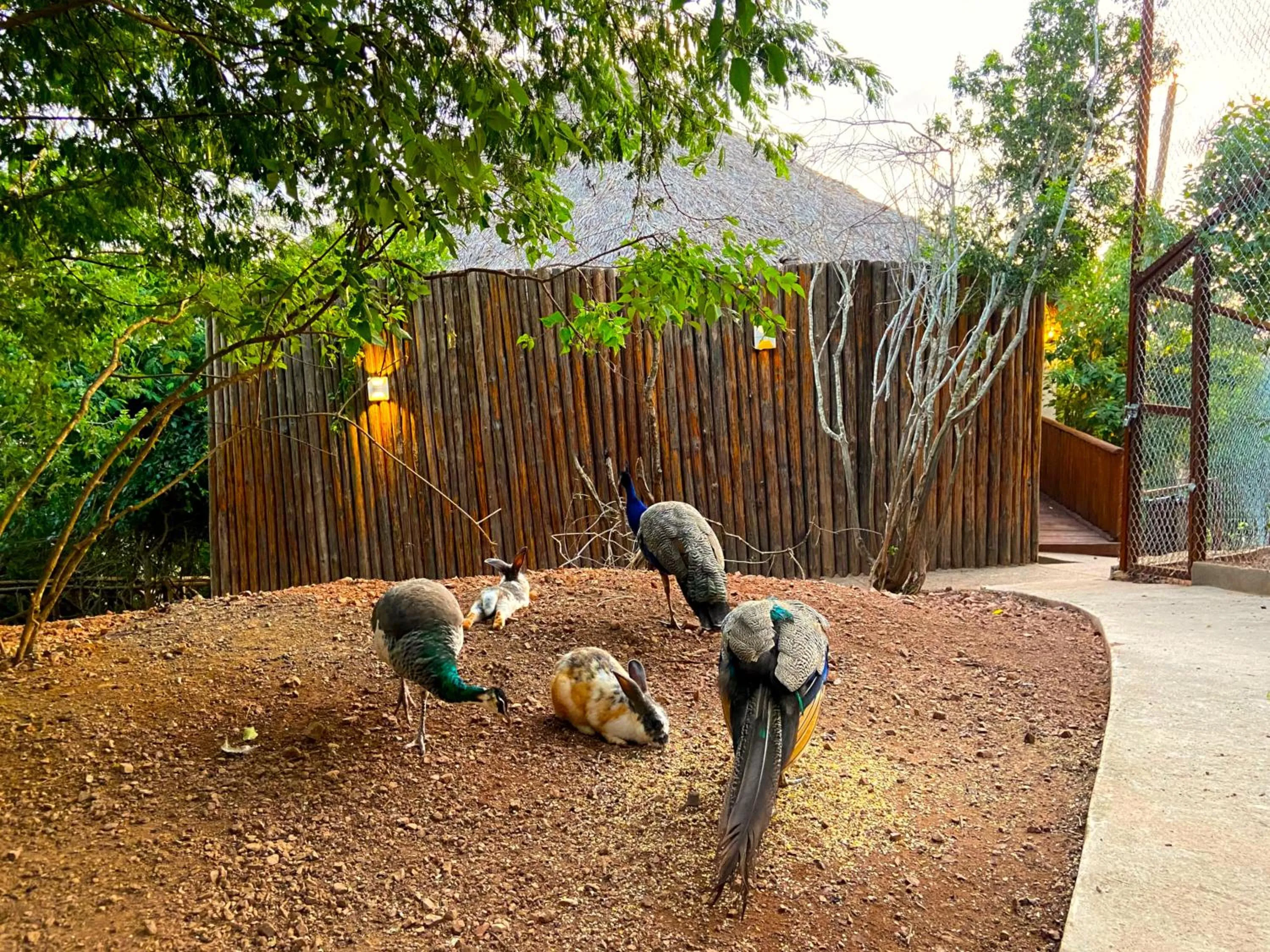 Spring in Palm Valley Cabins