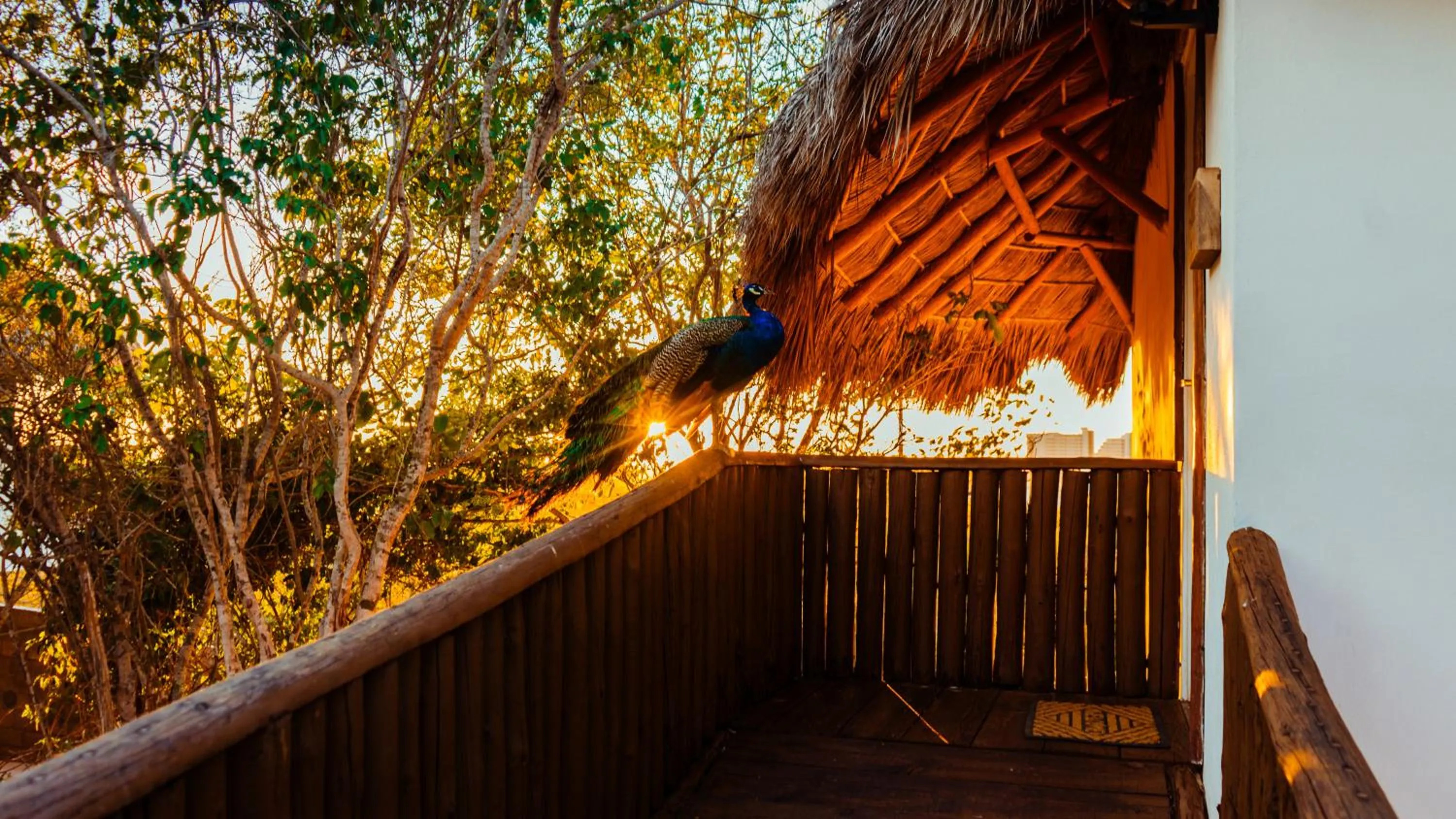 Day in Palm Valley Cabins