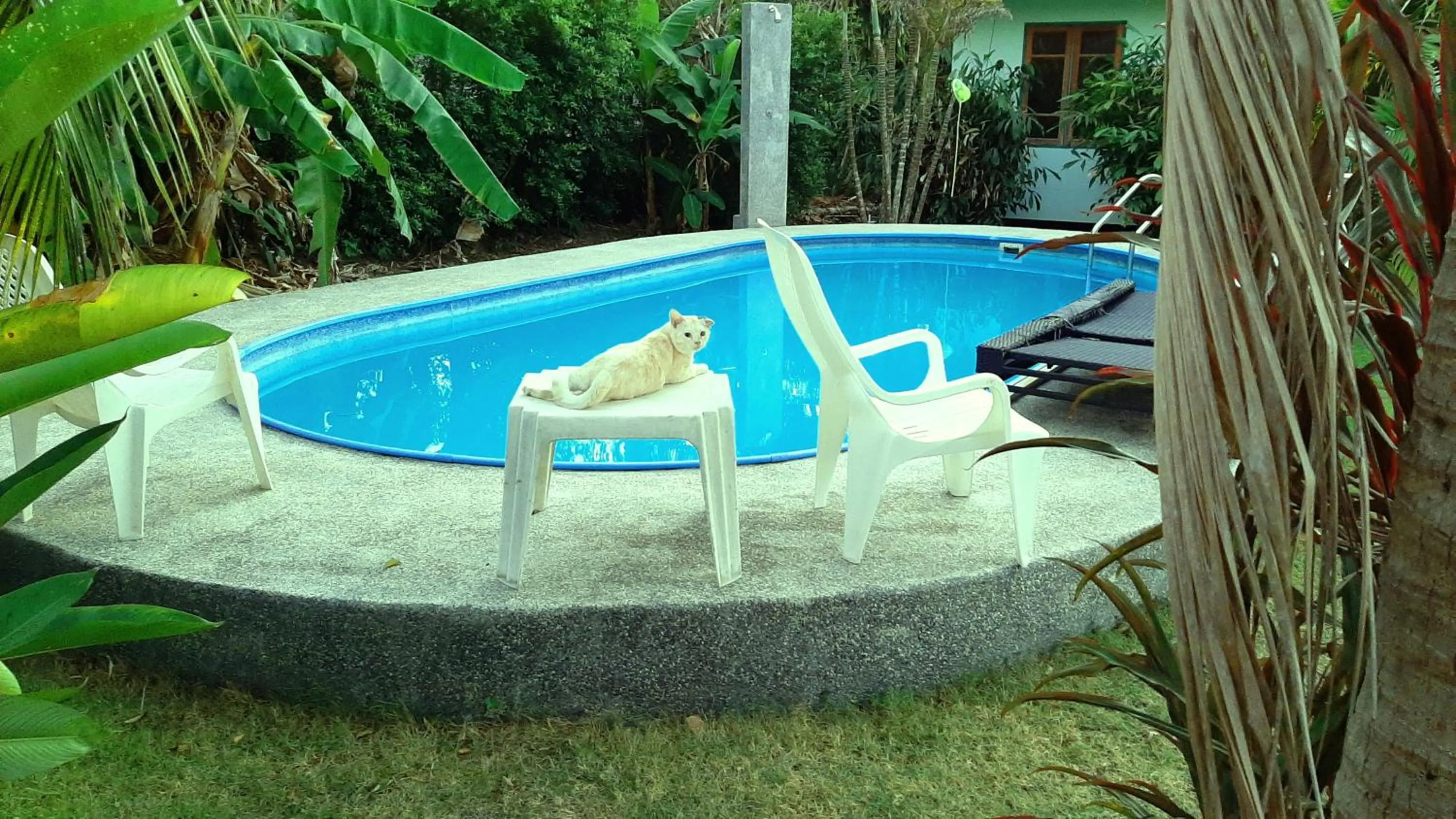 Swimming pool in Swiss Chalet Garden, Pool Resort
