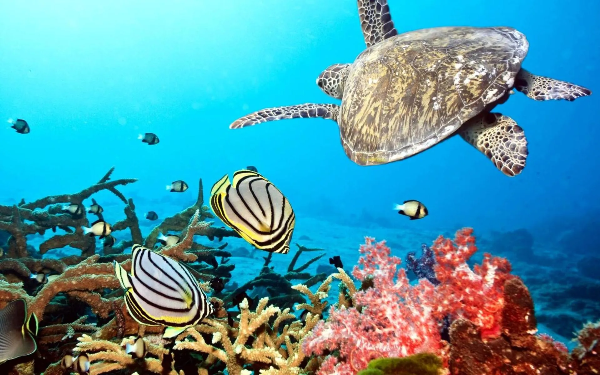 Diving in Swiss Chalet Garden, Pool Resort