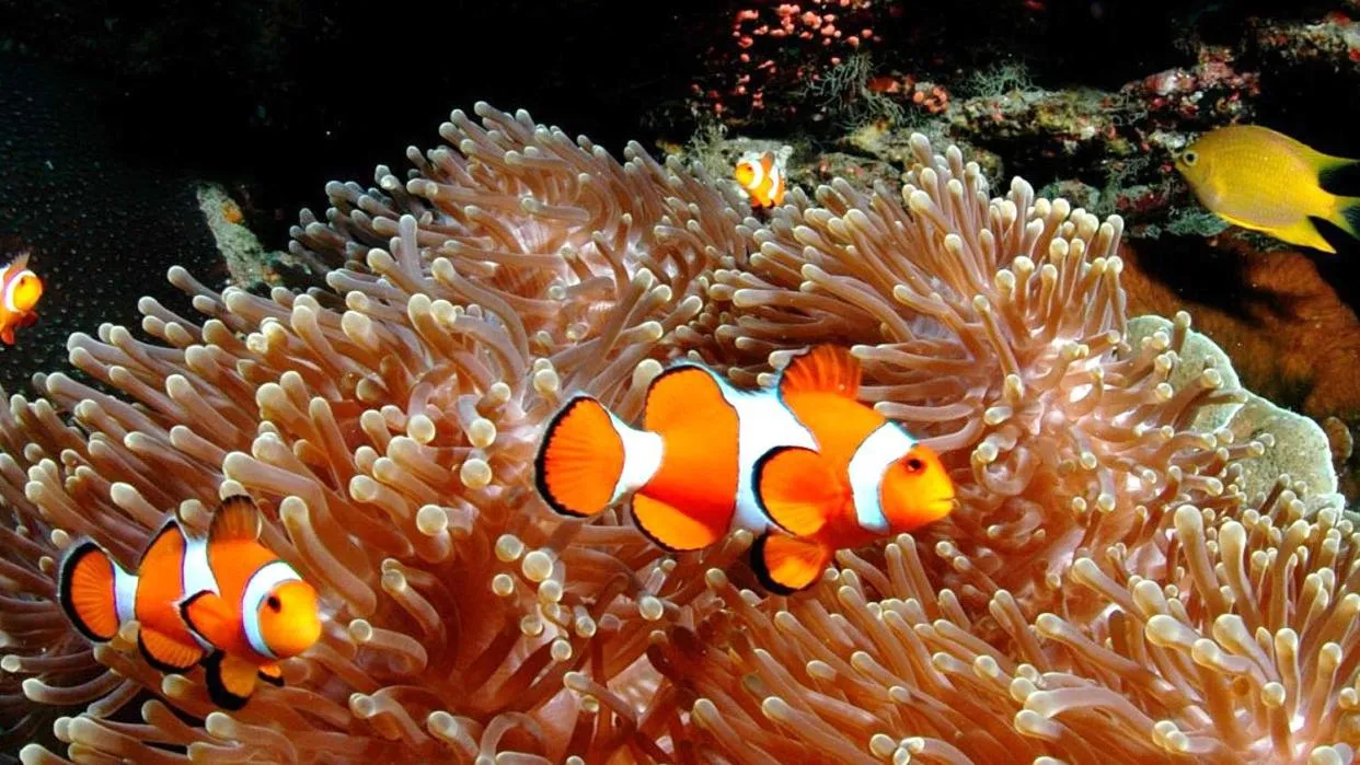 Snorkeling in Swiss Chalet Garden, Pool Resort