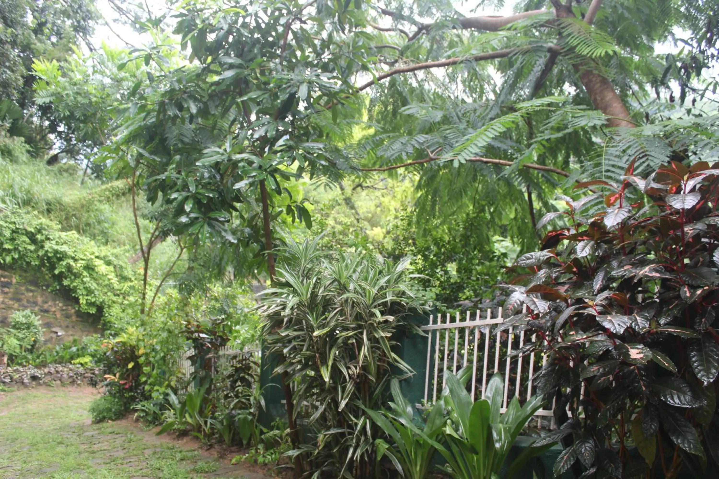 Garden in Lazy Bear Best Hostel in Kandy