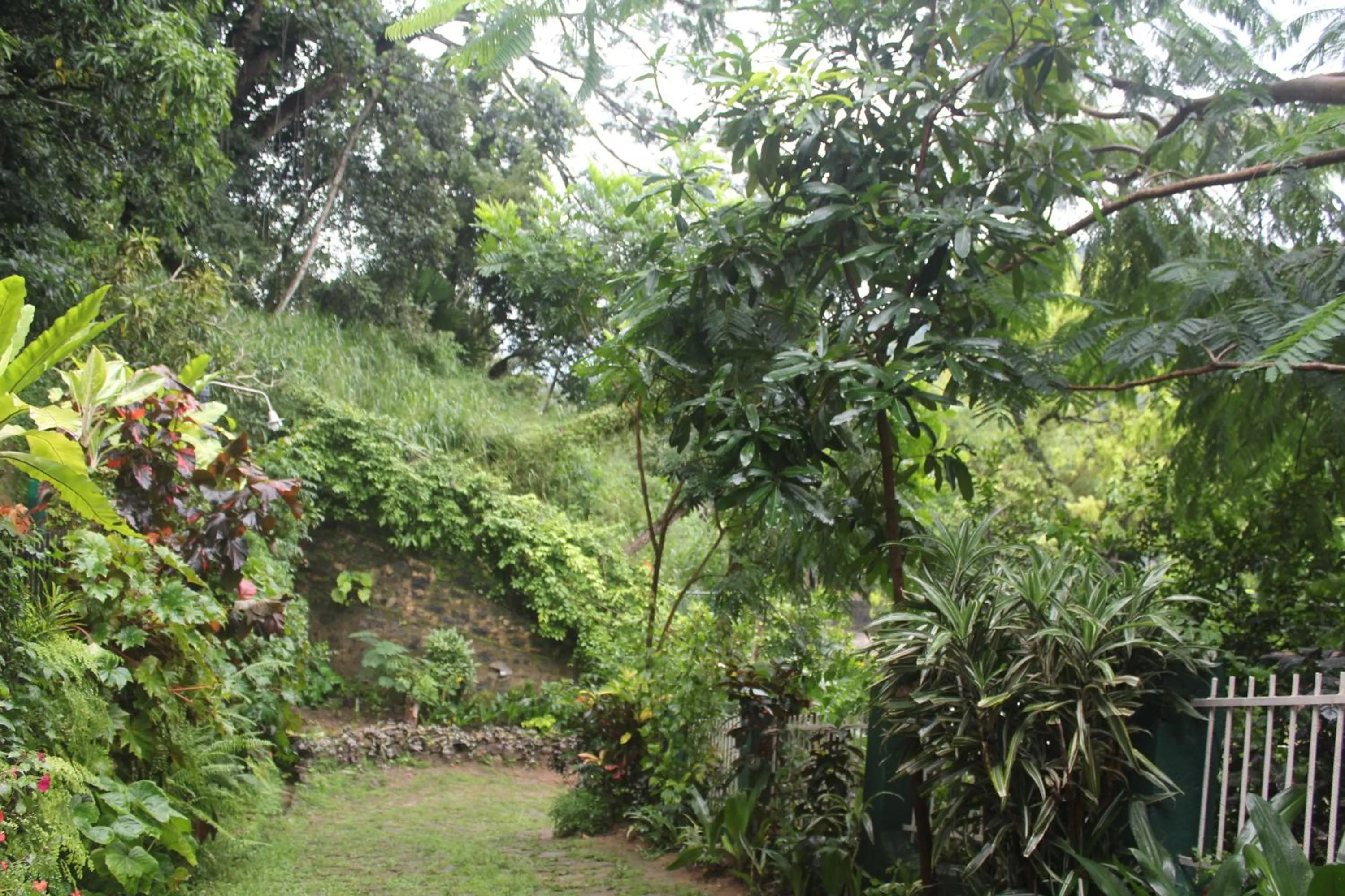 Garden in Lazy Bear Best Hostel in Kandy
