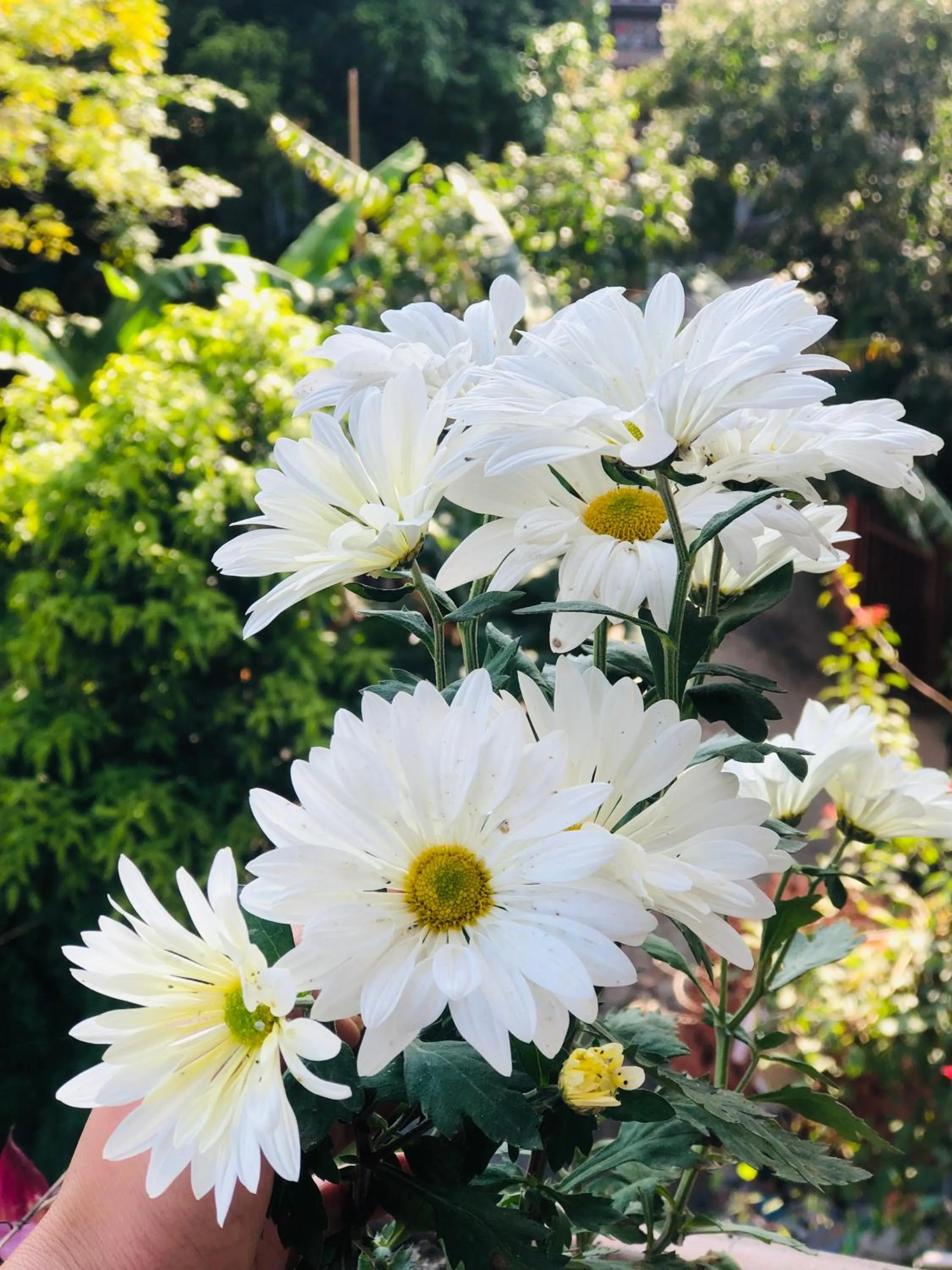 Spring in Kathmandu View Hotel