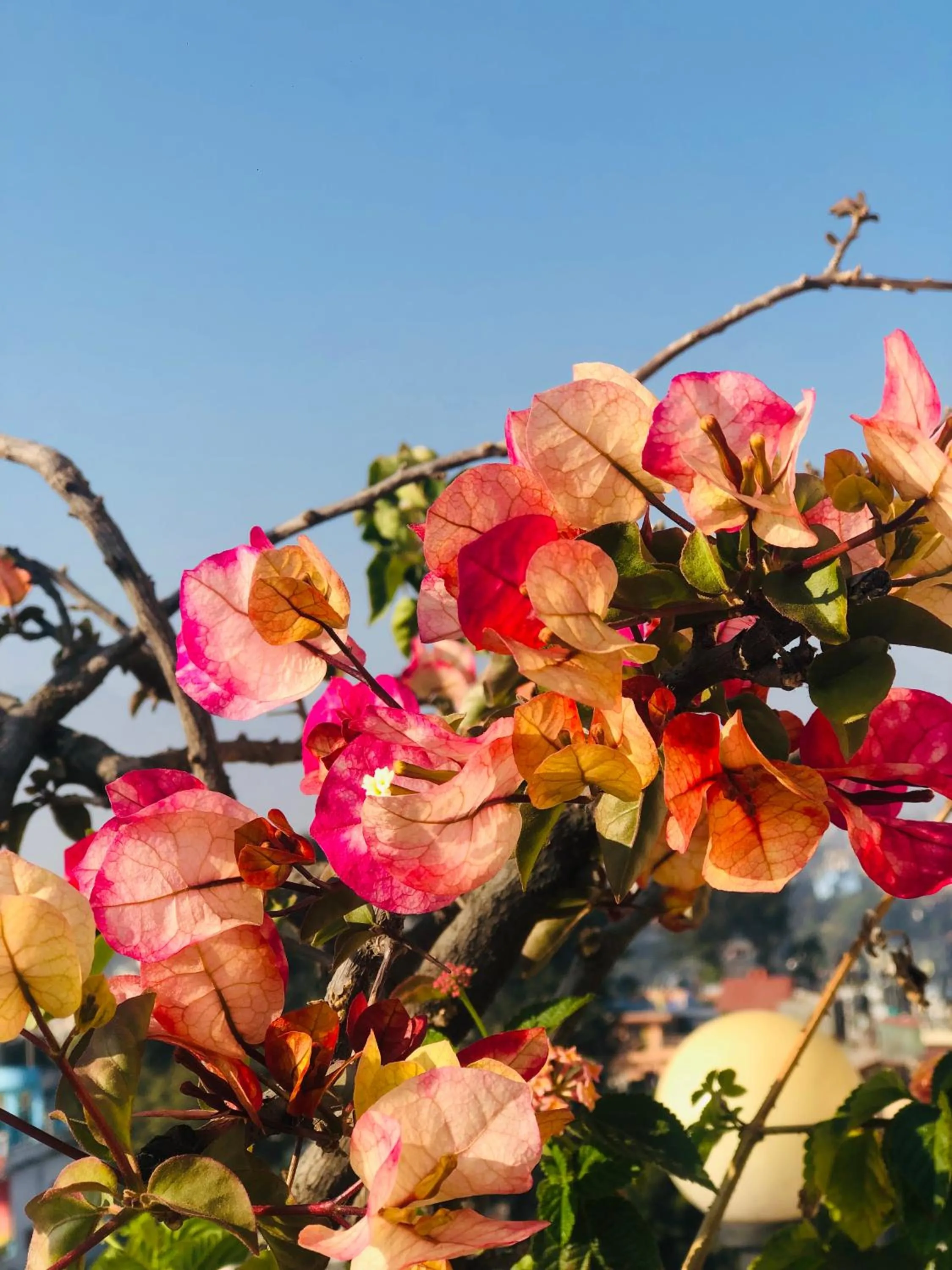 Spring in Kathmandu View Hotel