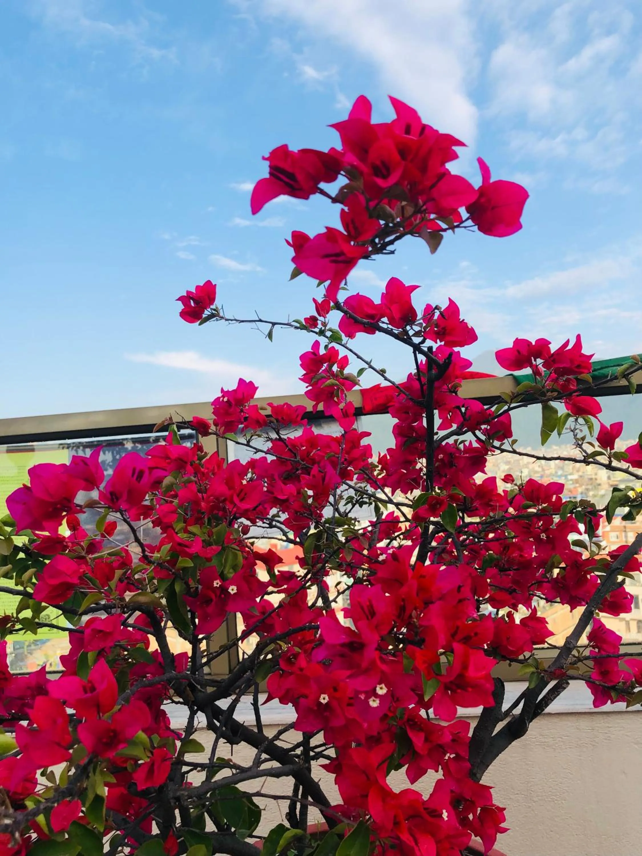 Spring in Kathmandu View Hotel