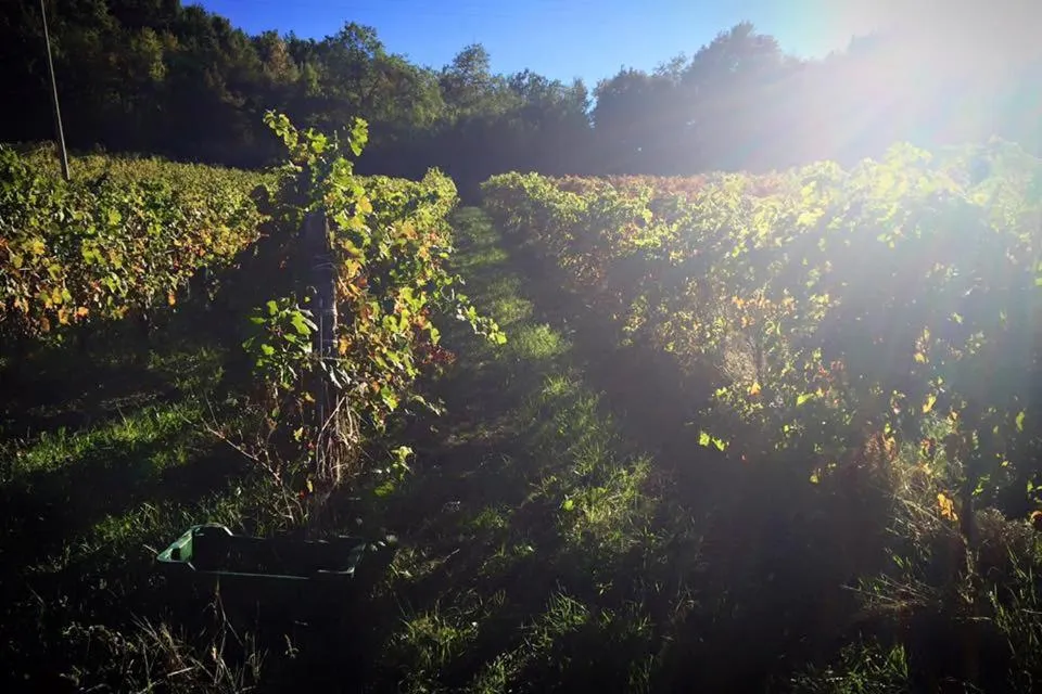 Other in Agriturismo Monastero Di San Biagio