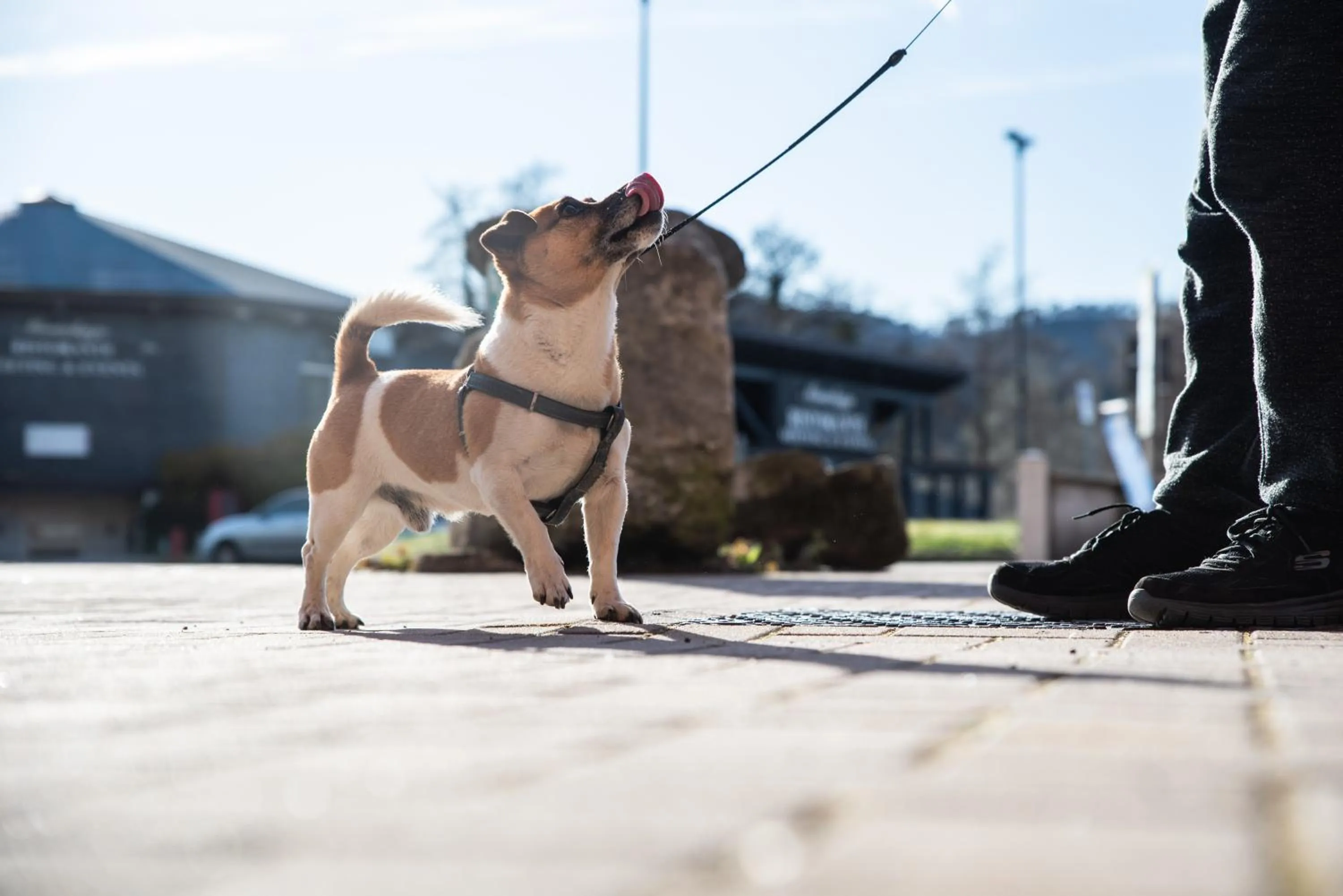 Pets in Hotel Residence Montelago