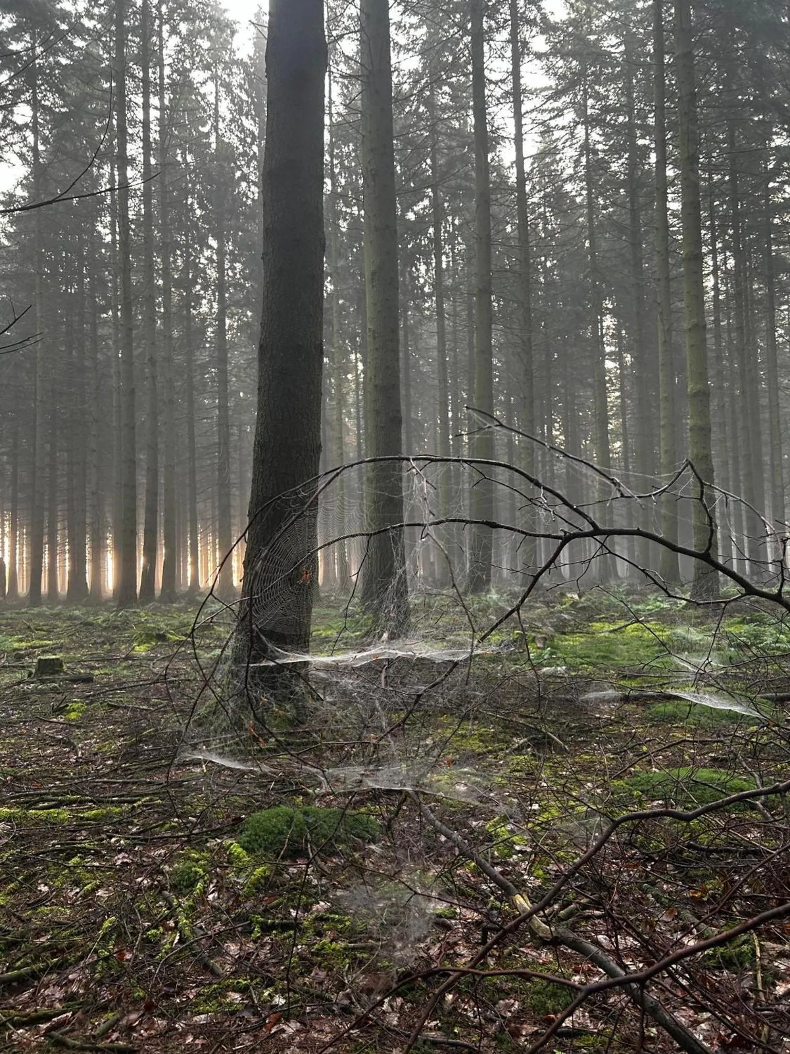 La planque du raton laveur