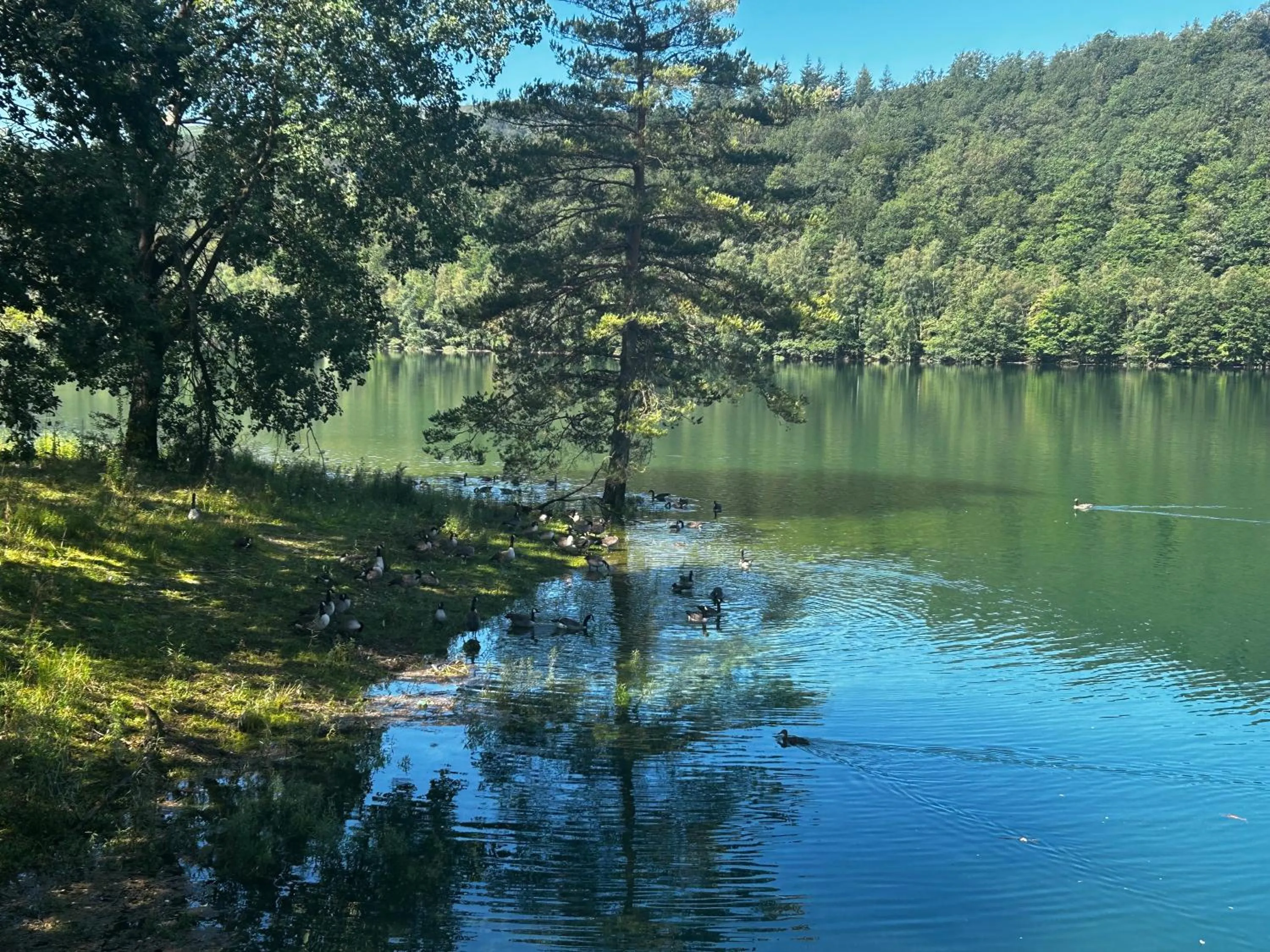 La planque du raton laveur