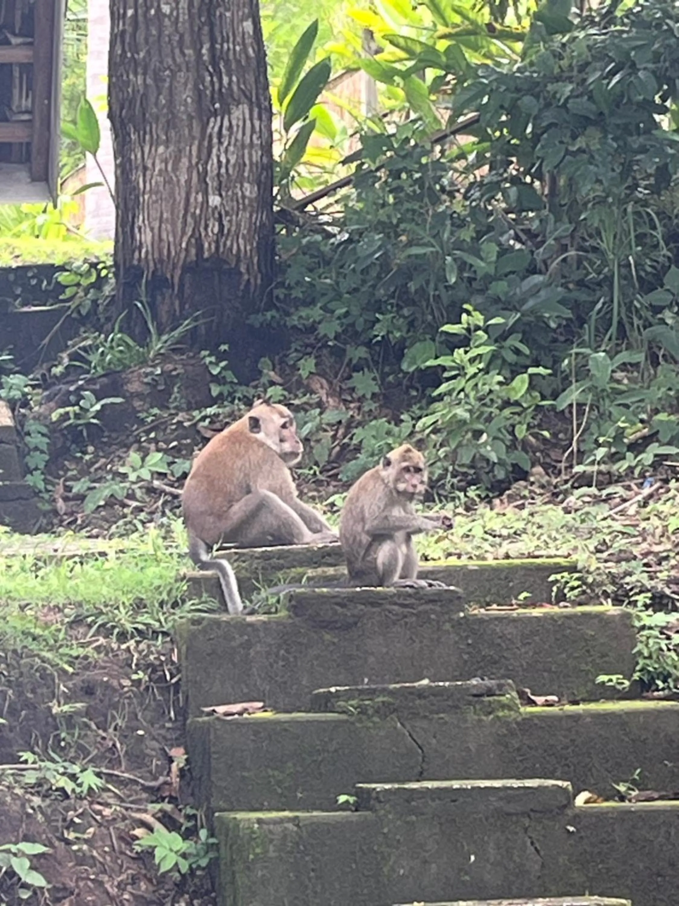 Animals in Namaste Bungalows Resort