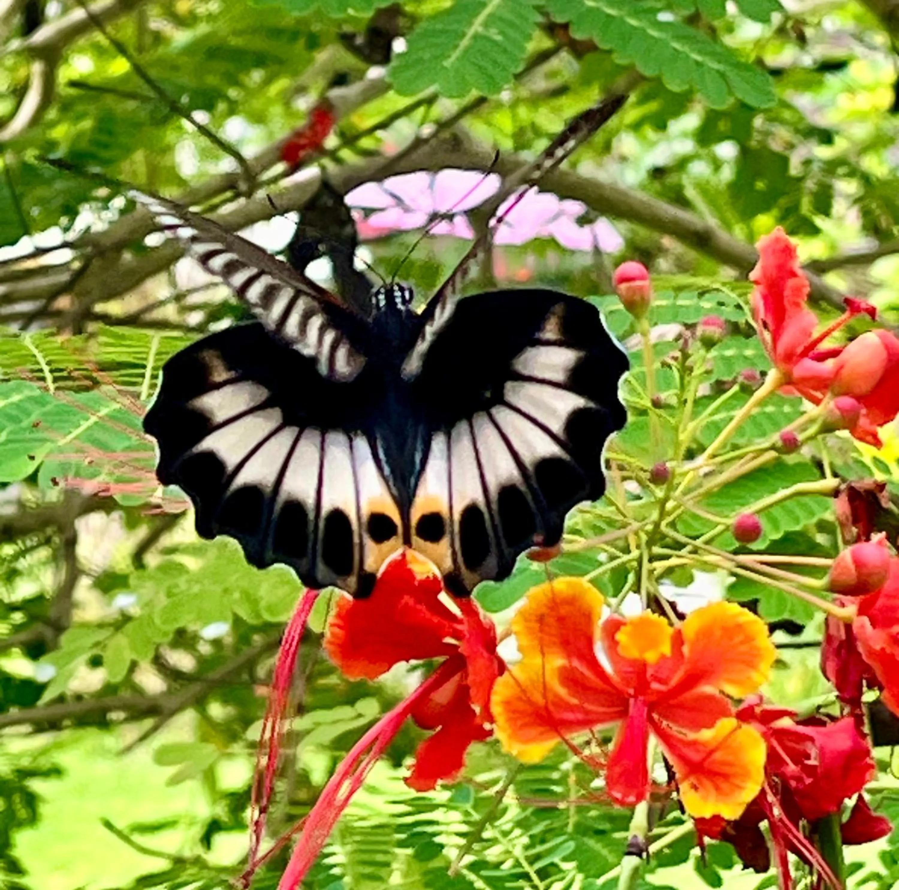 Garden in Namaste Bungalows Resort