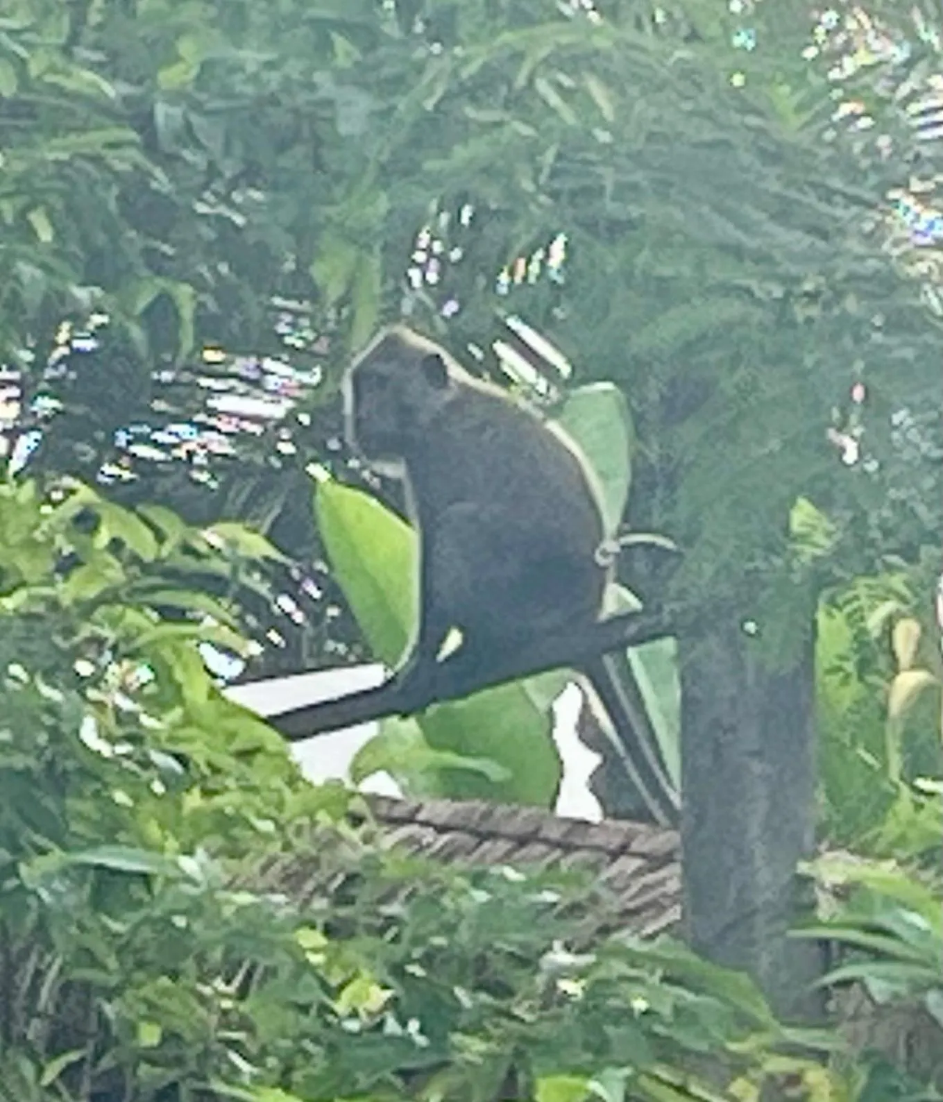 Animals in Namaste Bungalows Resort