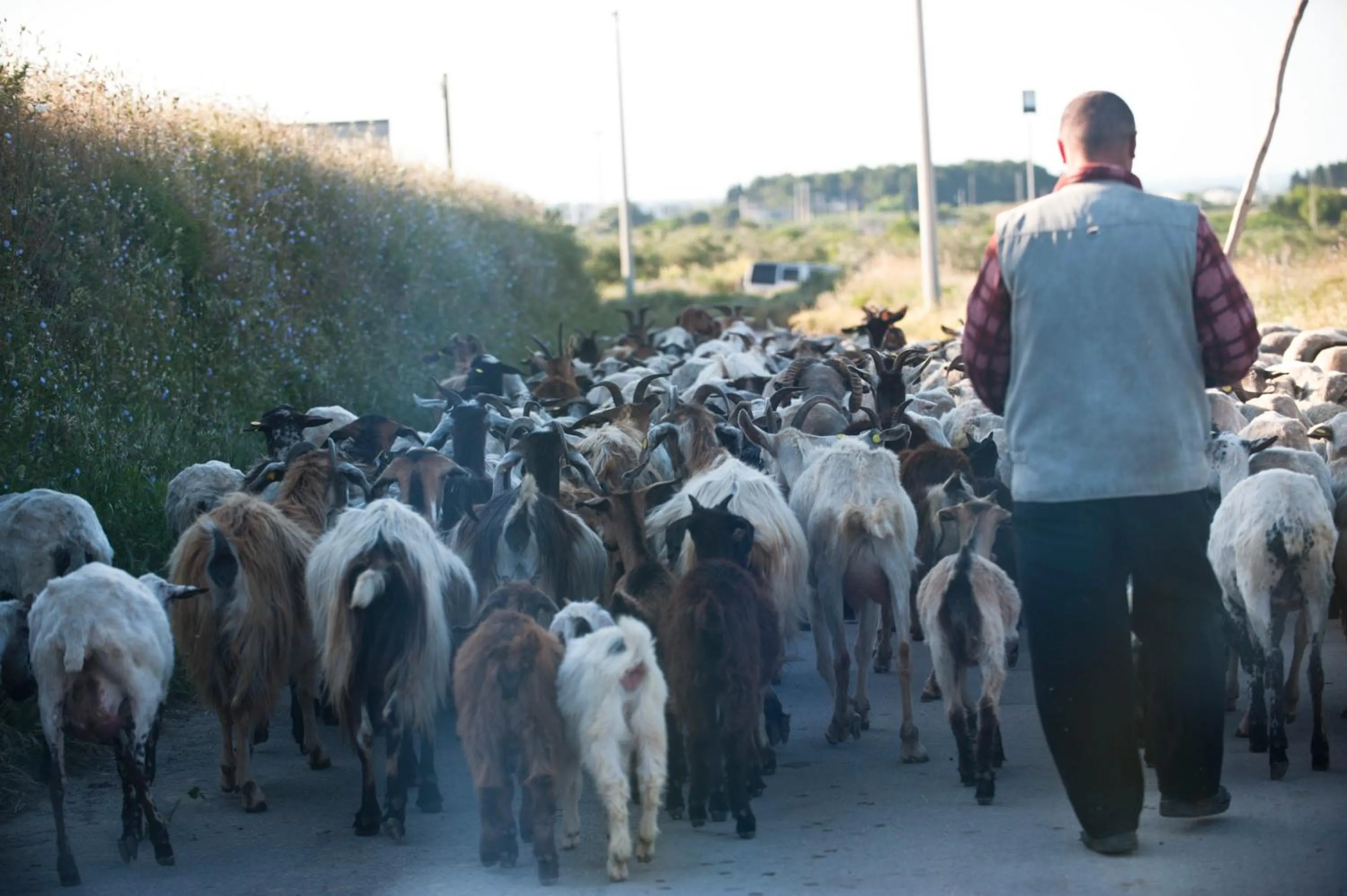 Animals in Masseria Bandino & Spa