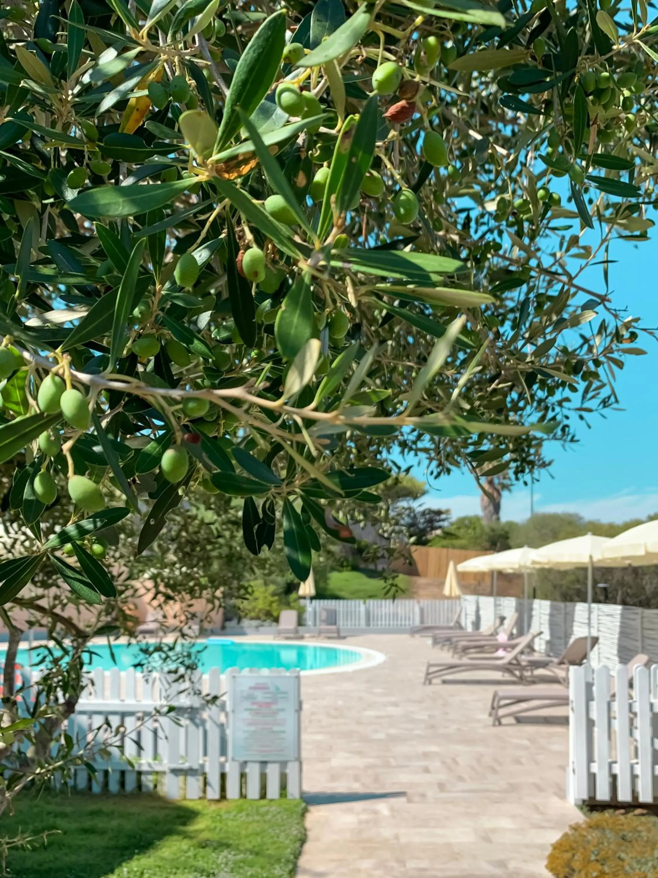 Pool view in Park Hotel Asinara