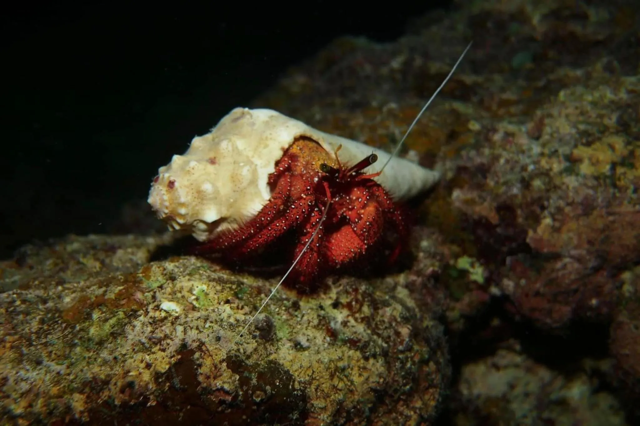 Snorkeling in South Pacific Memories