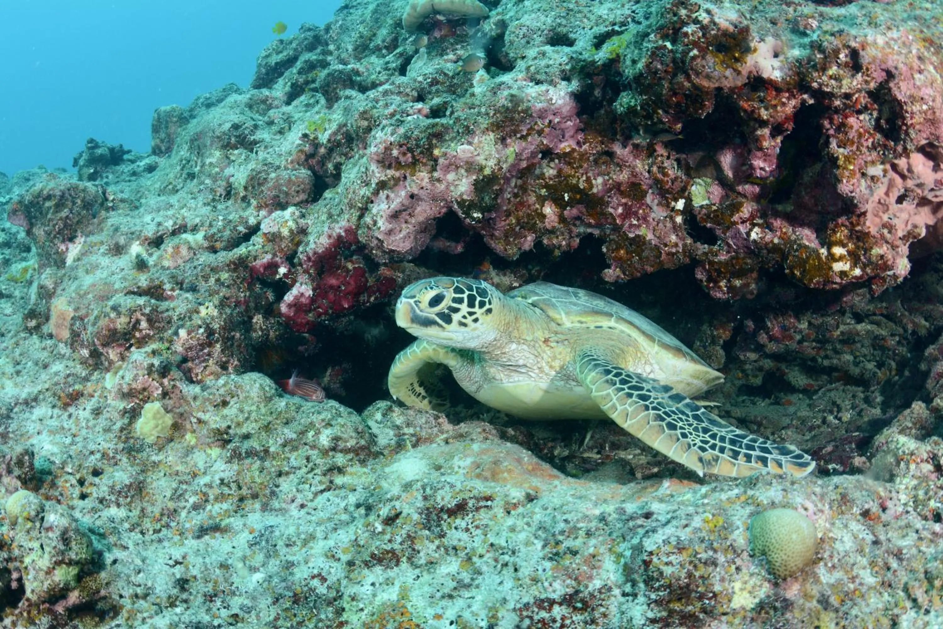 Natural landscape in South Pacific Memories