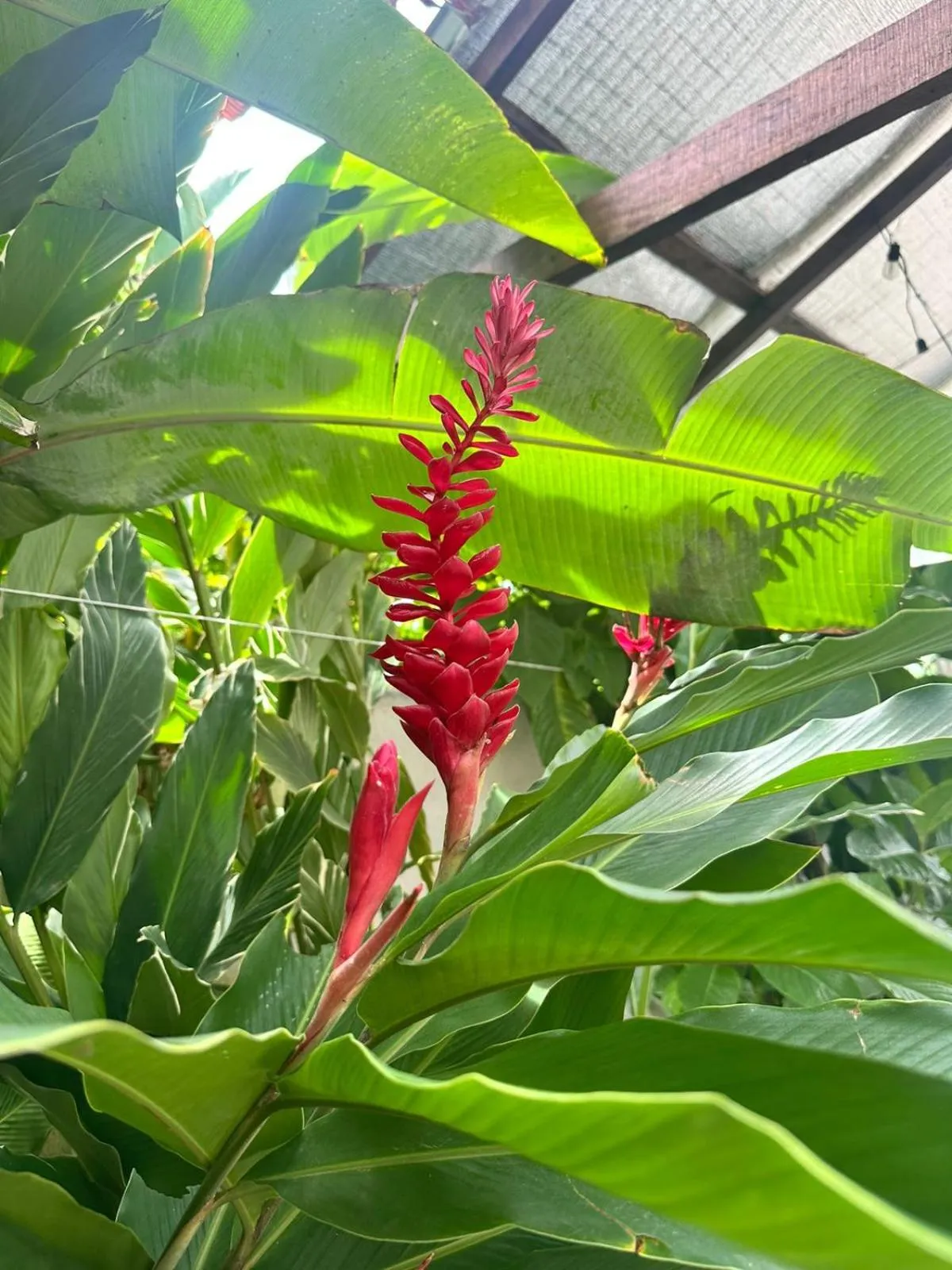 Garden in Hotel Serendipity