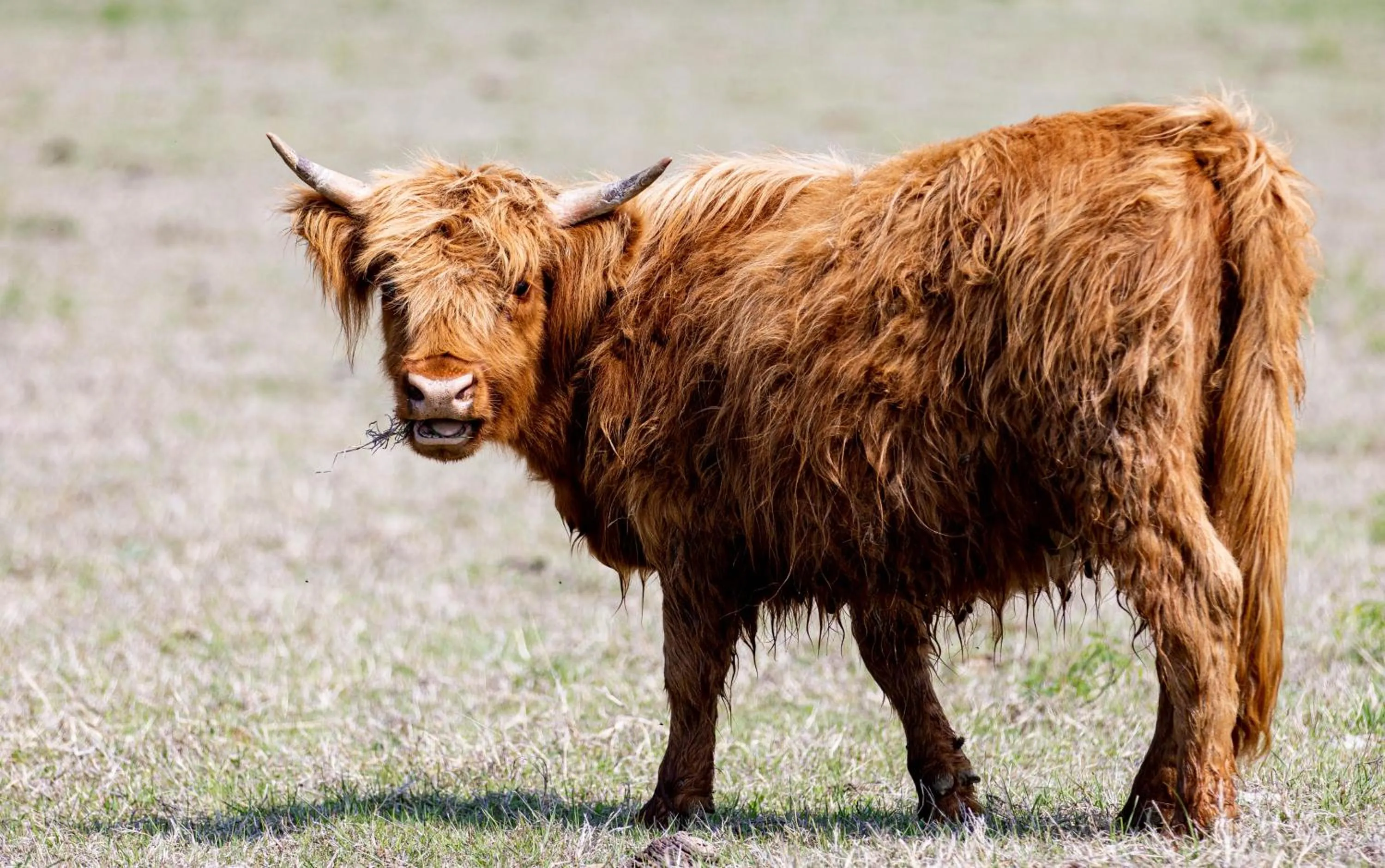 Animals in Blue Hills Ranch