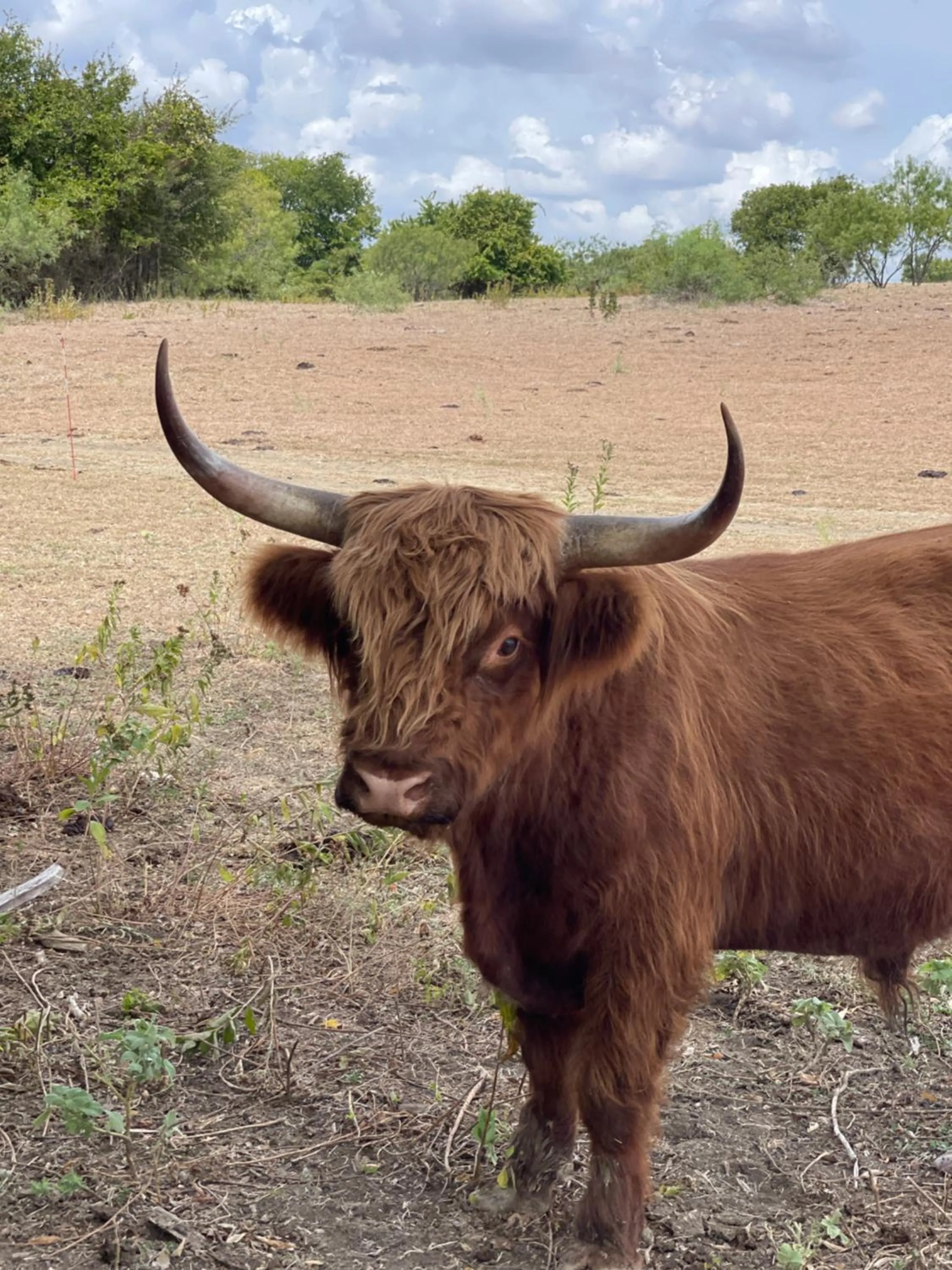 Animals in Blue Hills Ranch