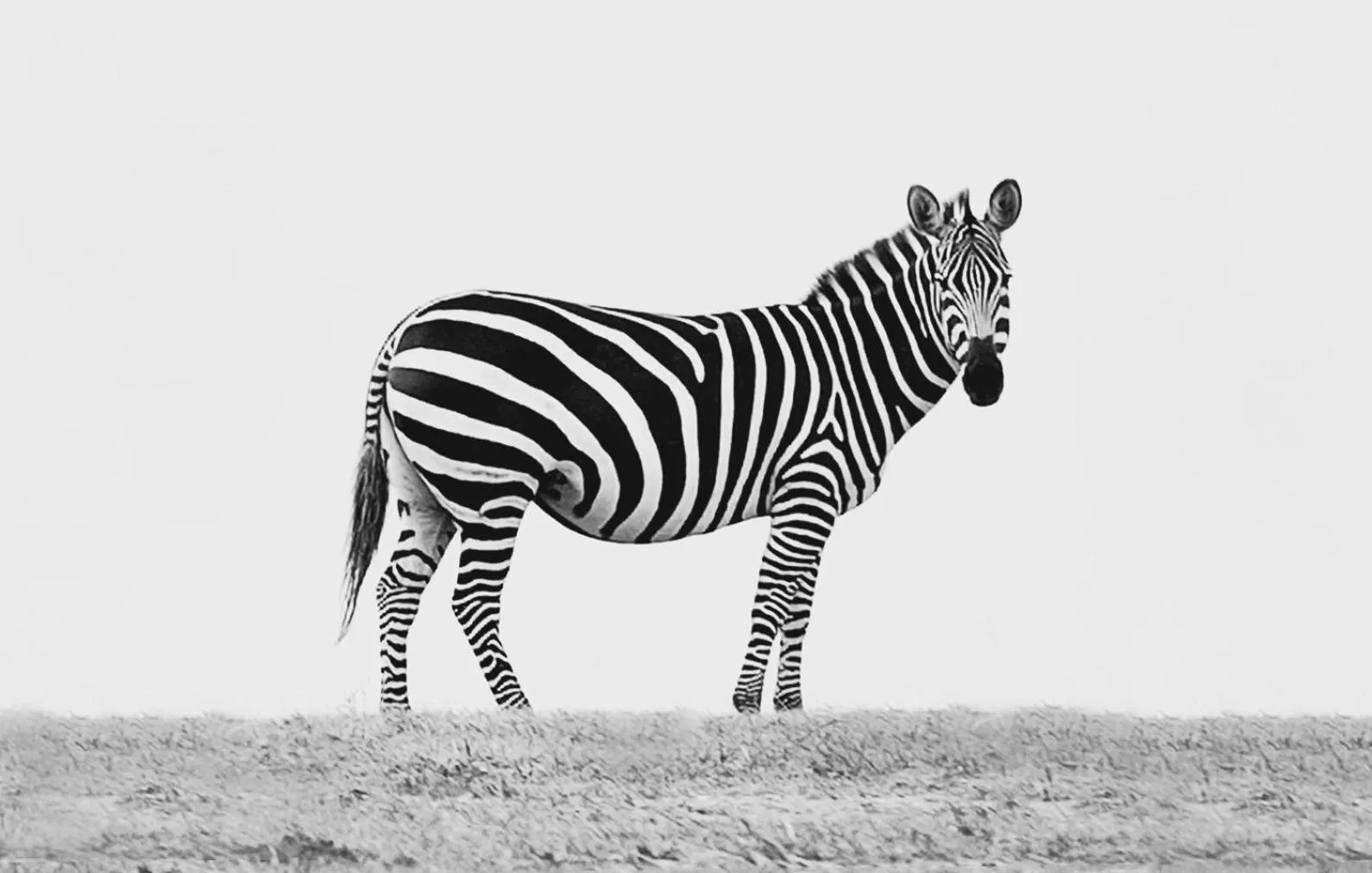 Animals in Blue Hills Ranch