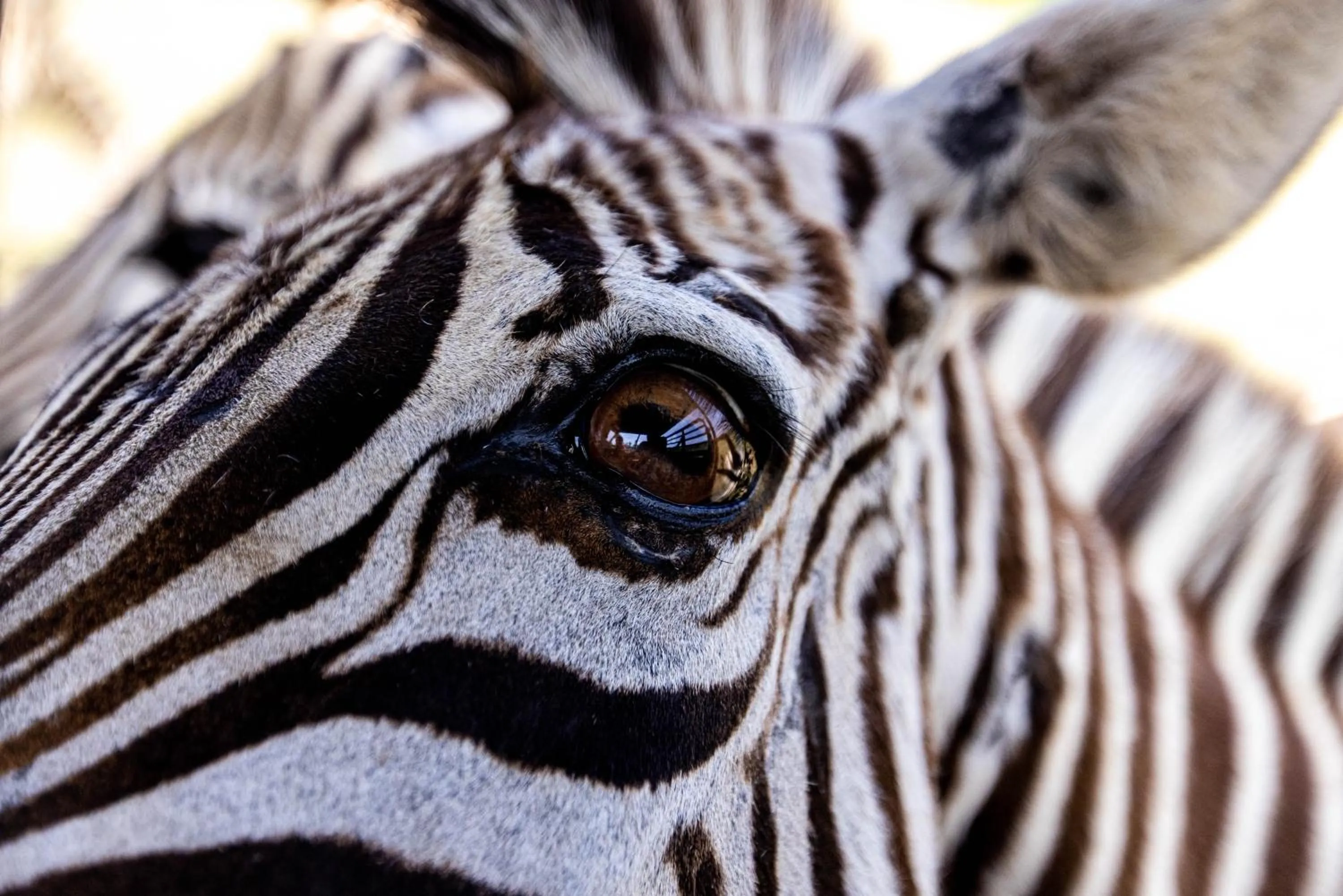 Animals in Blue Hills Ranch