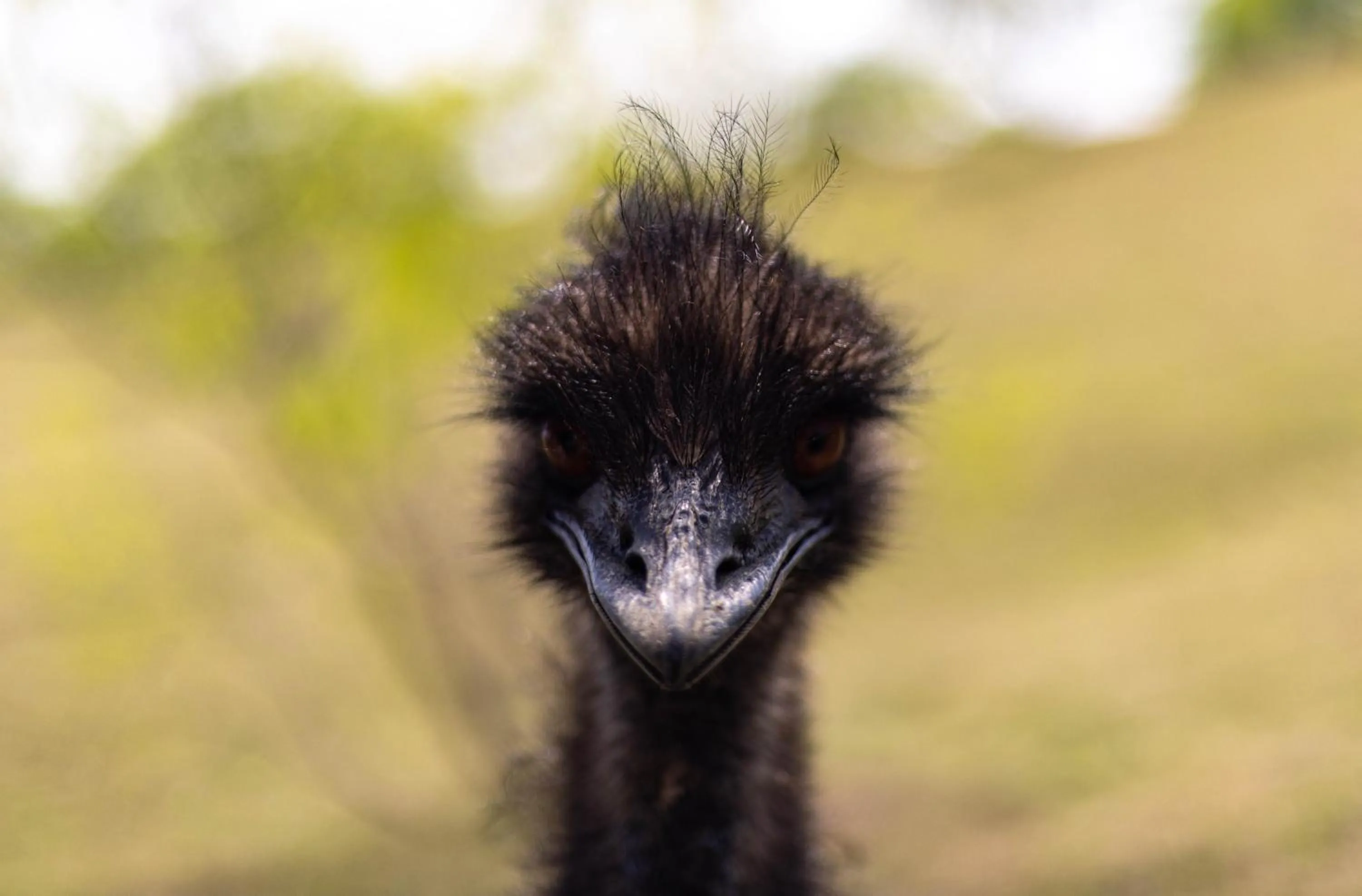 Animals in Blue Hills Ranch