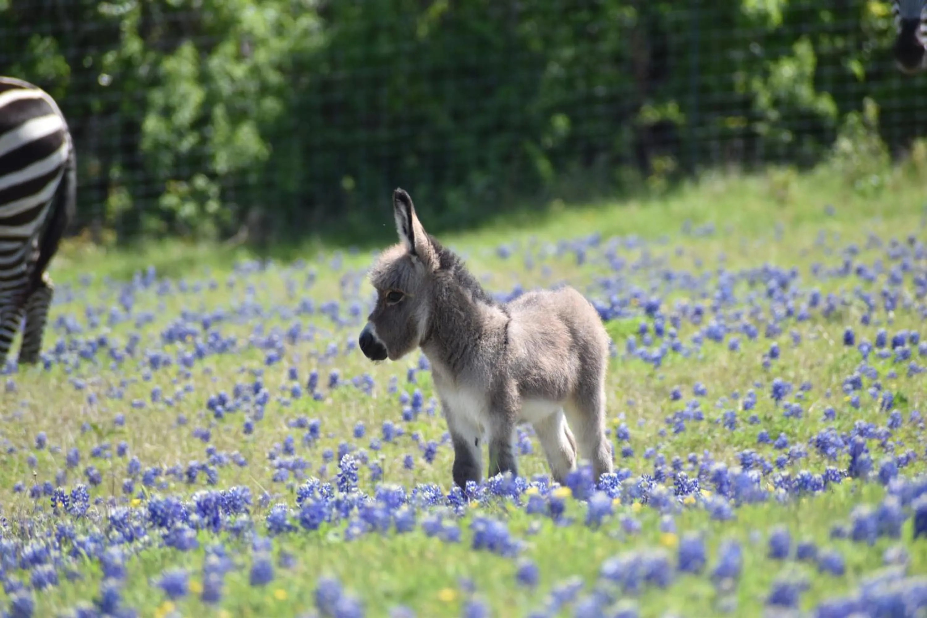 Animals in Blue Hills Ranch