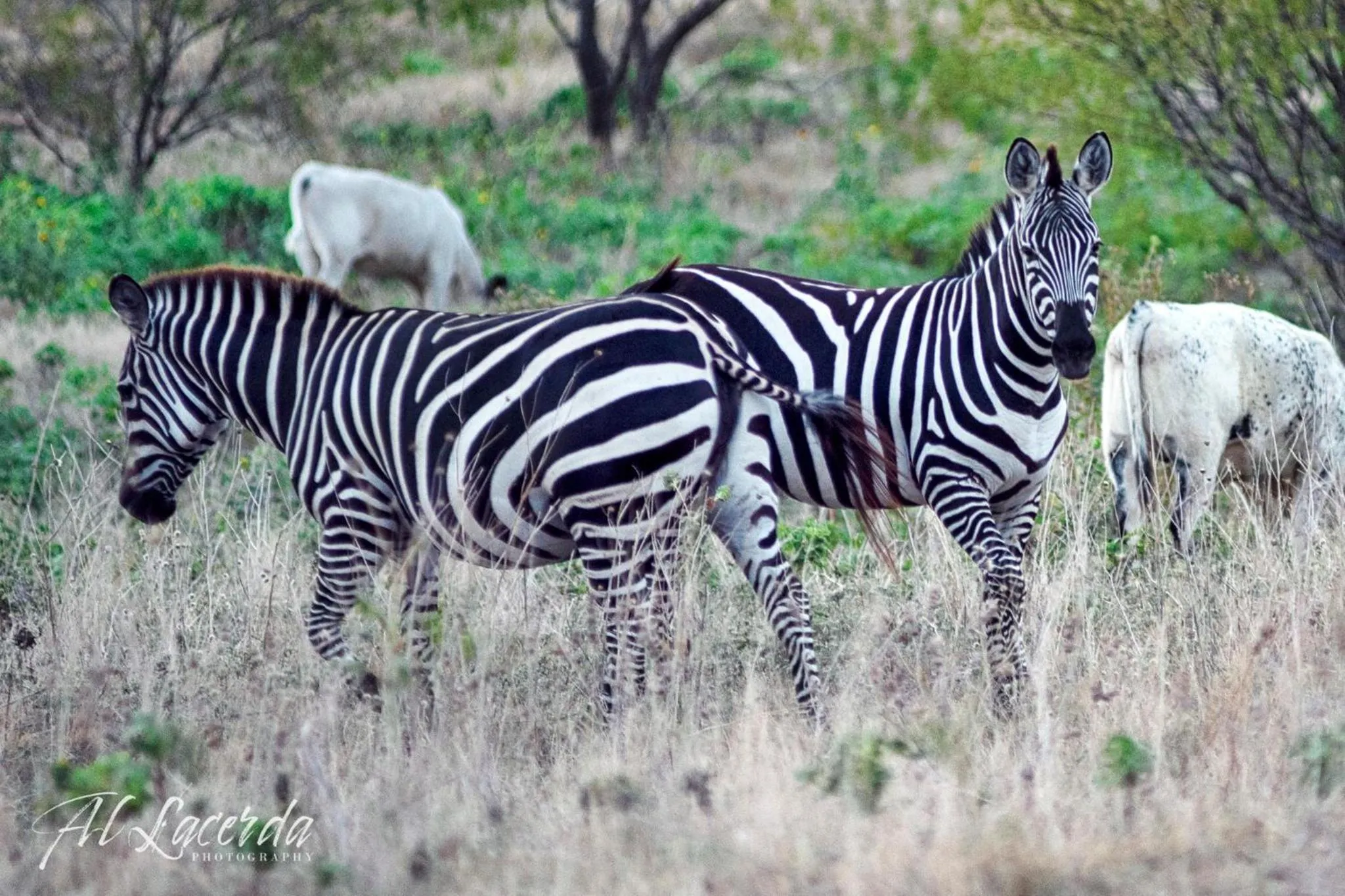 Animals in Blue Hills Ranch