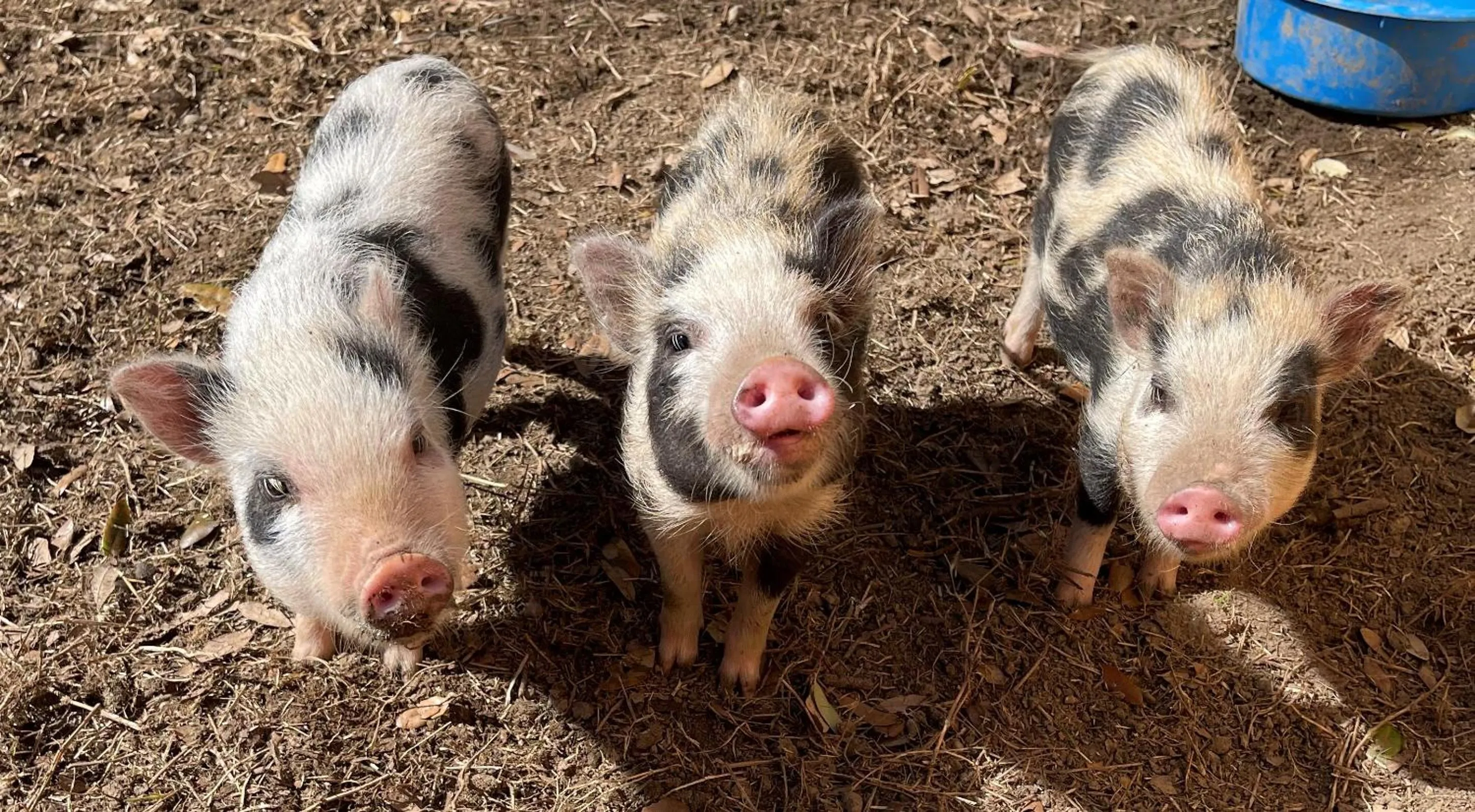 Animals in Blue Hills Ranch