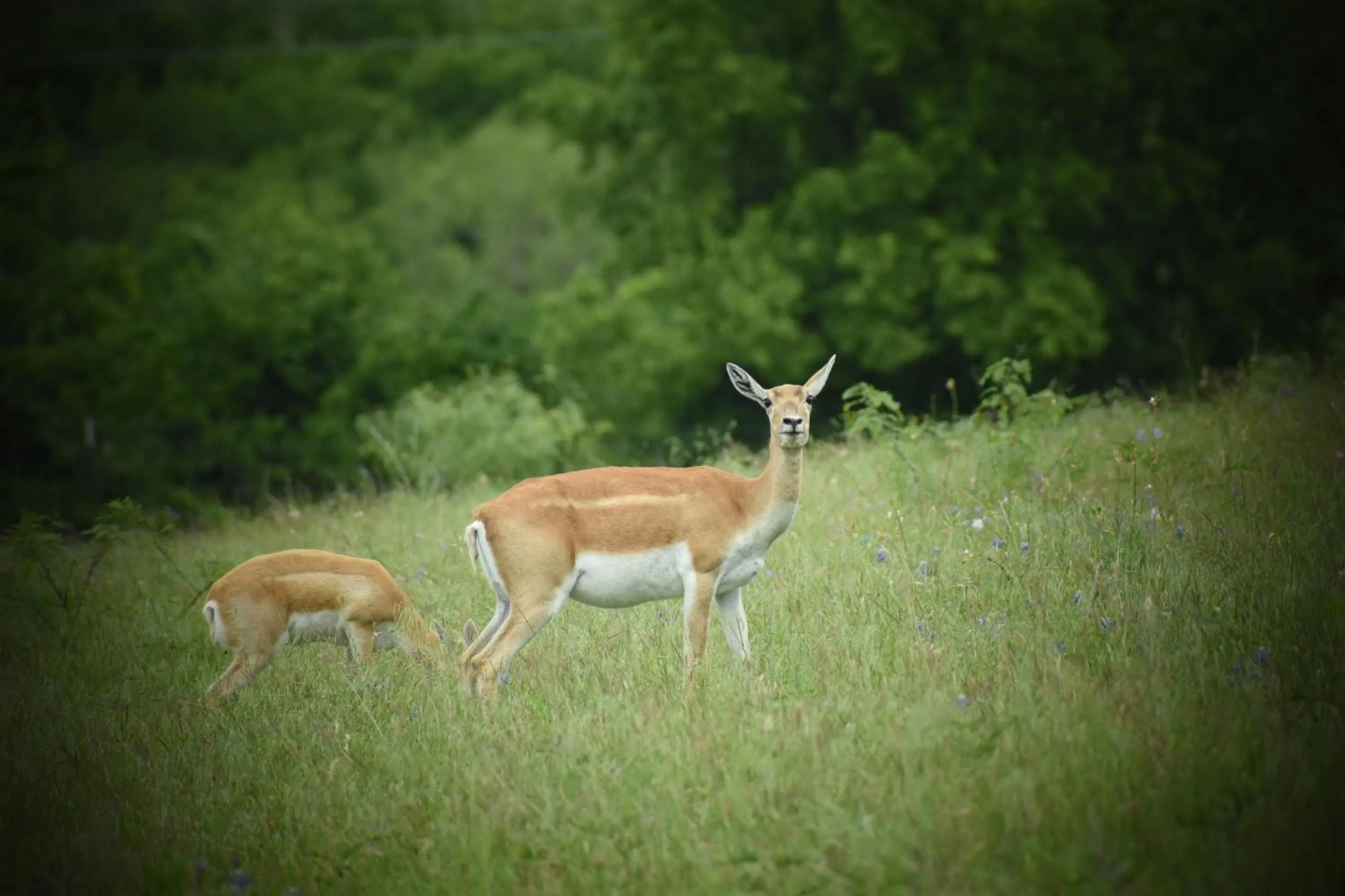 Animals in Blue Hills Ranch