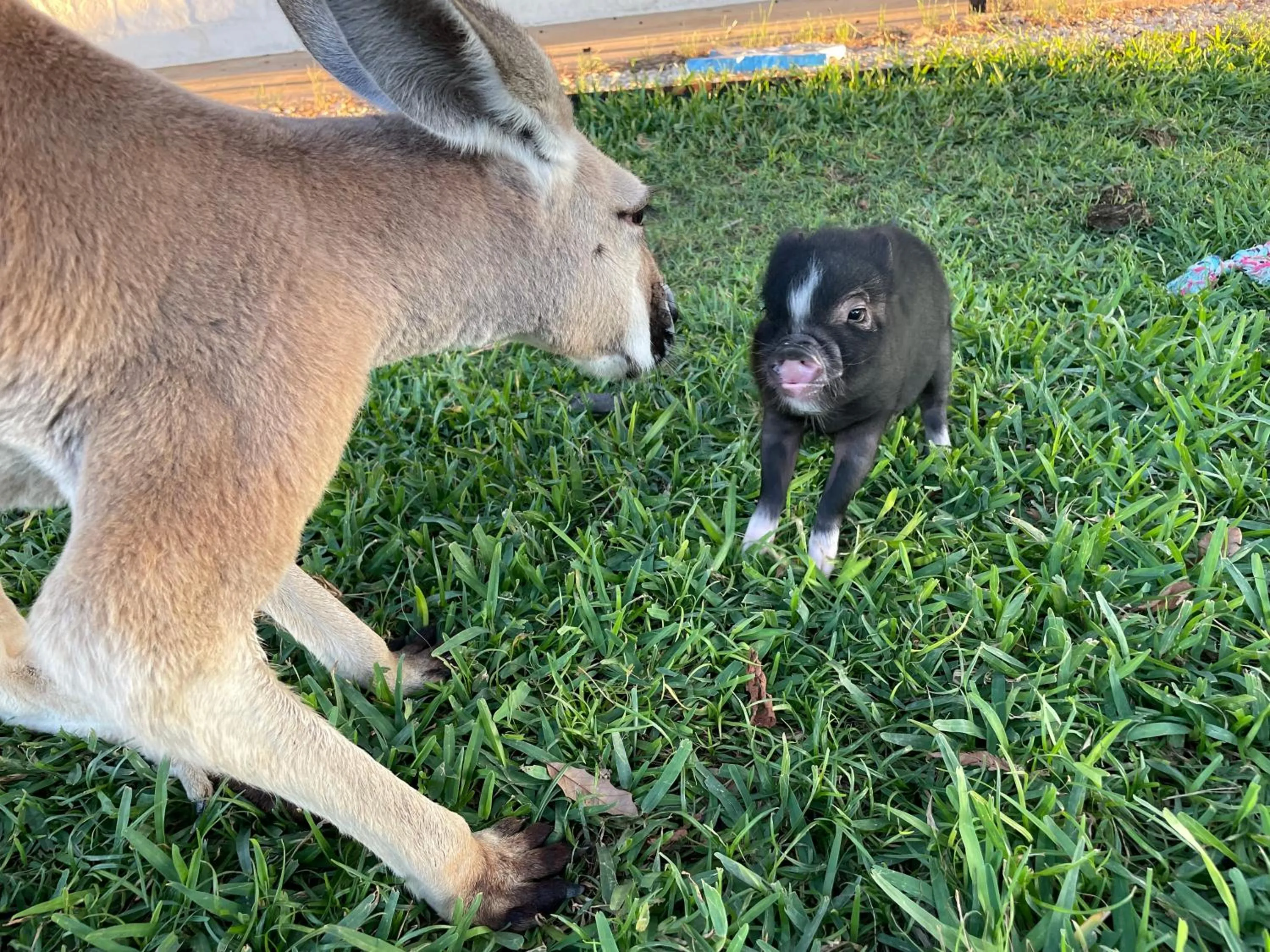 Animals in Blue Hills Ranch