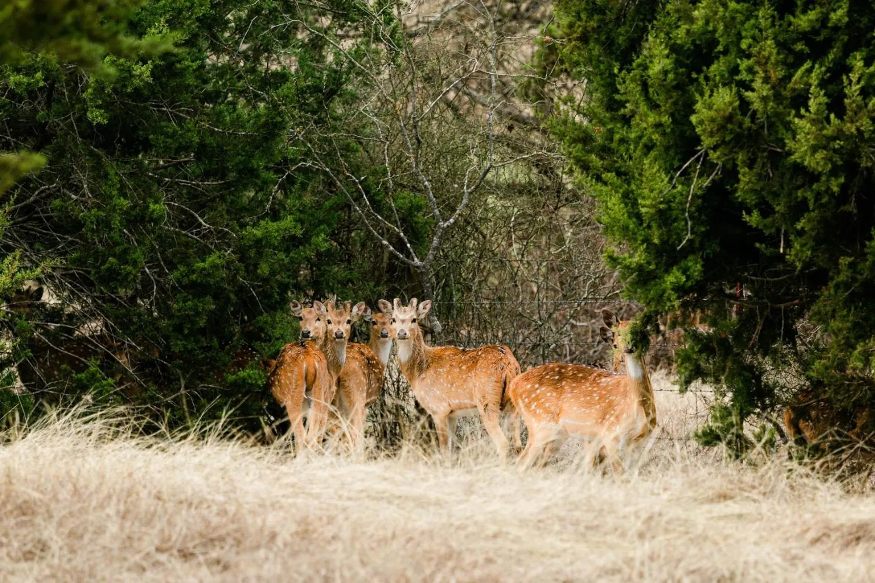 Animals in Blue Hills Ranch