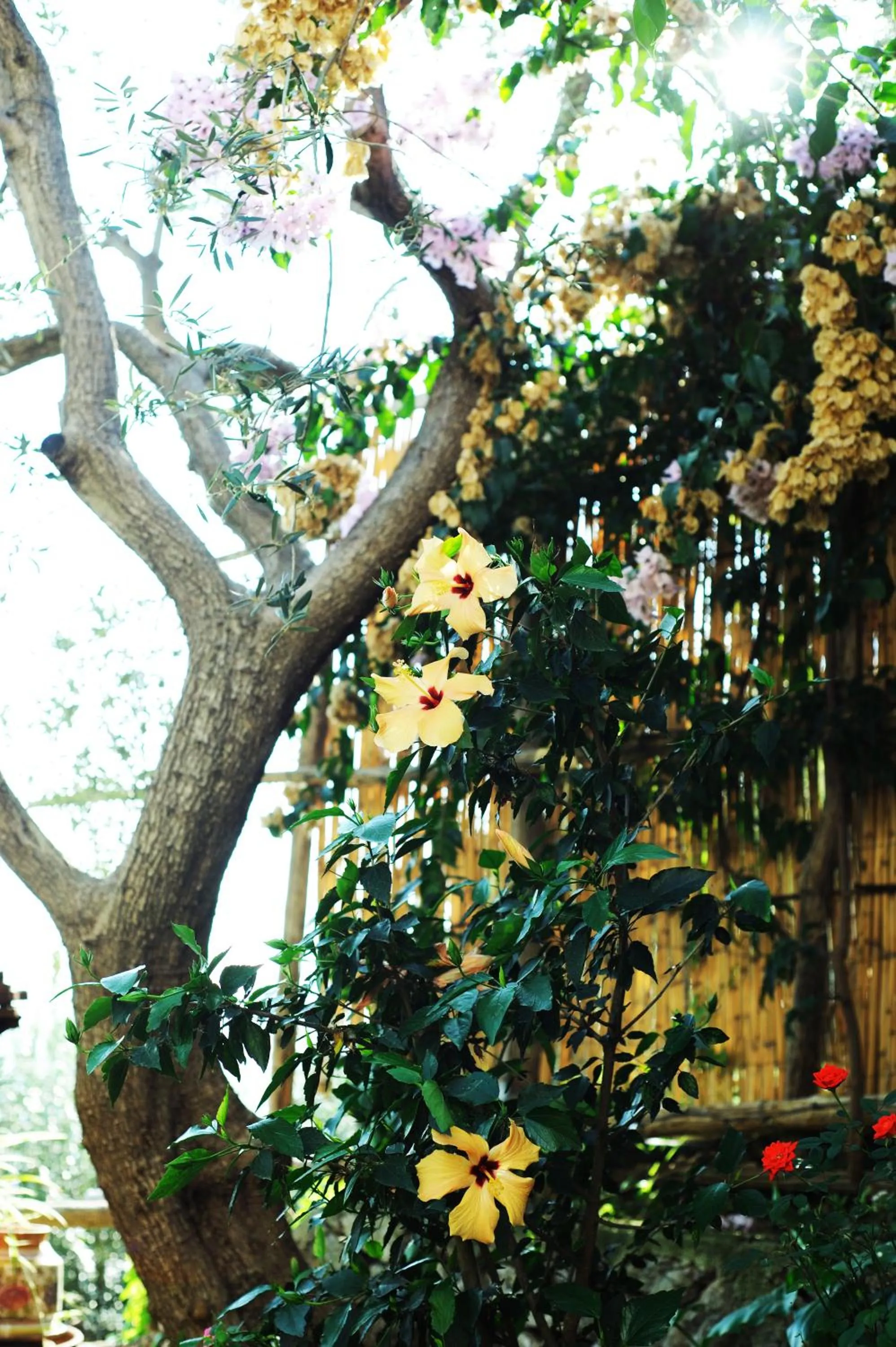 Garden in Villa Rina