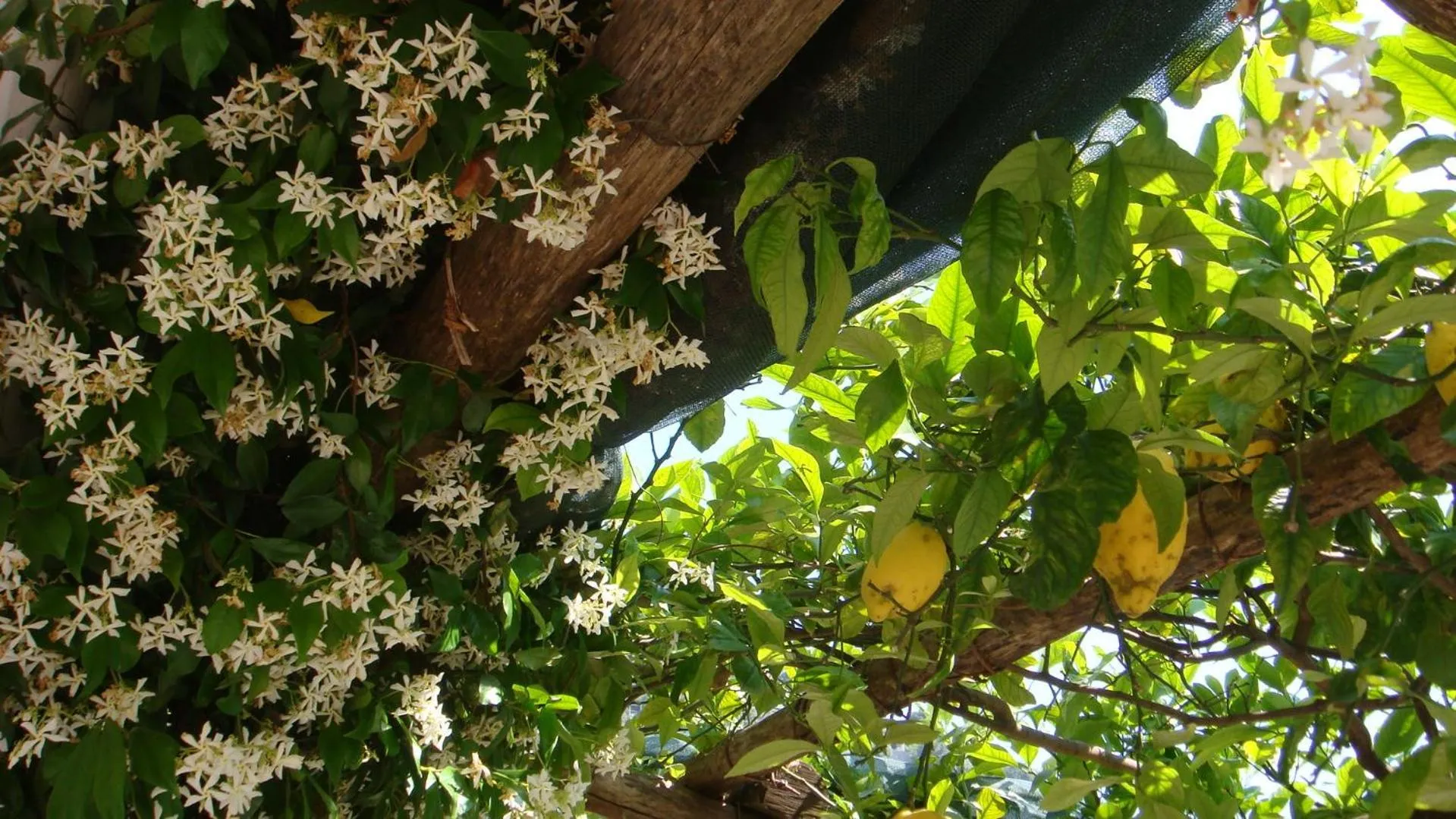 Garden in Villa Rina